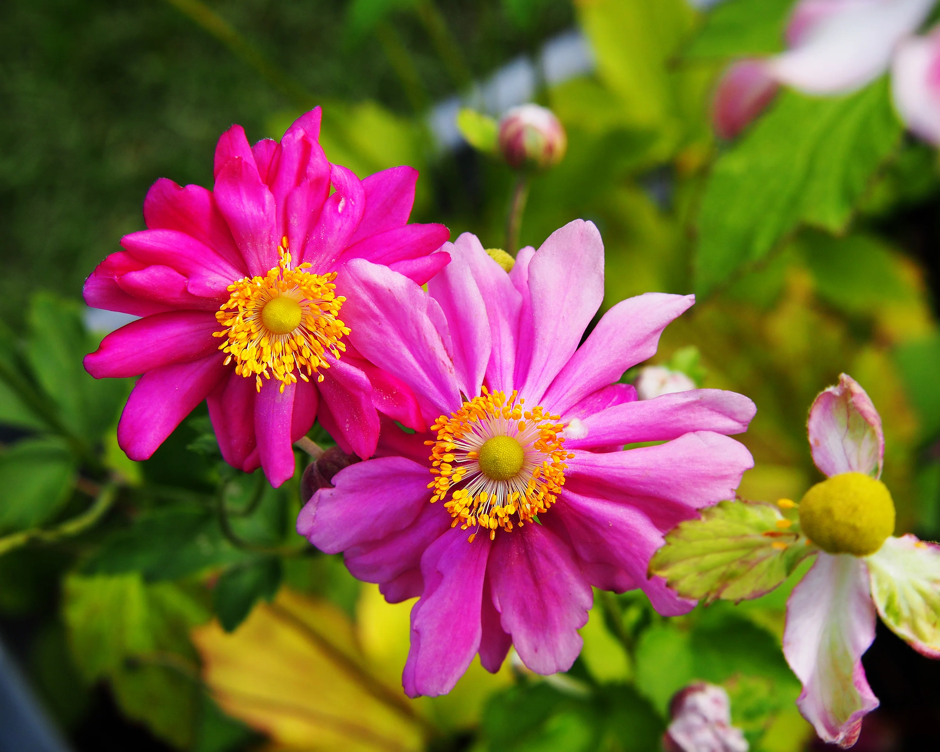 Anemone 'Prinz Heinrich' - Image 4