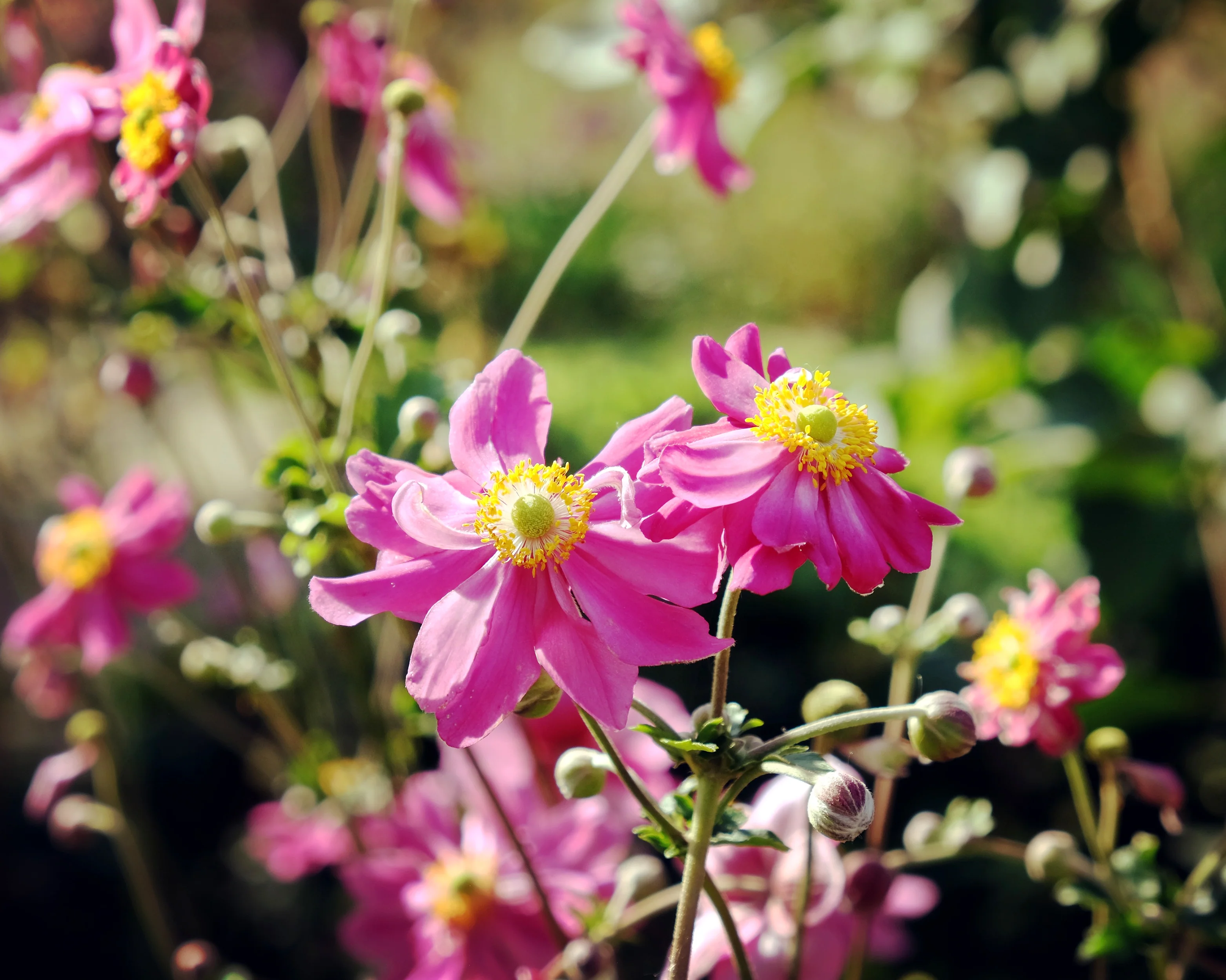 Anemone 'Prinz Heinrich' - Image 6