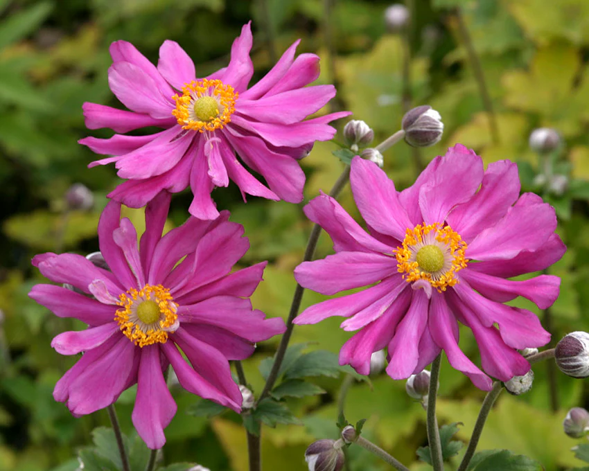 Anemone 'Prinz Heinrich' - Image 7