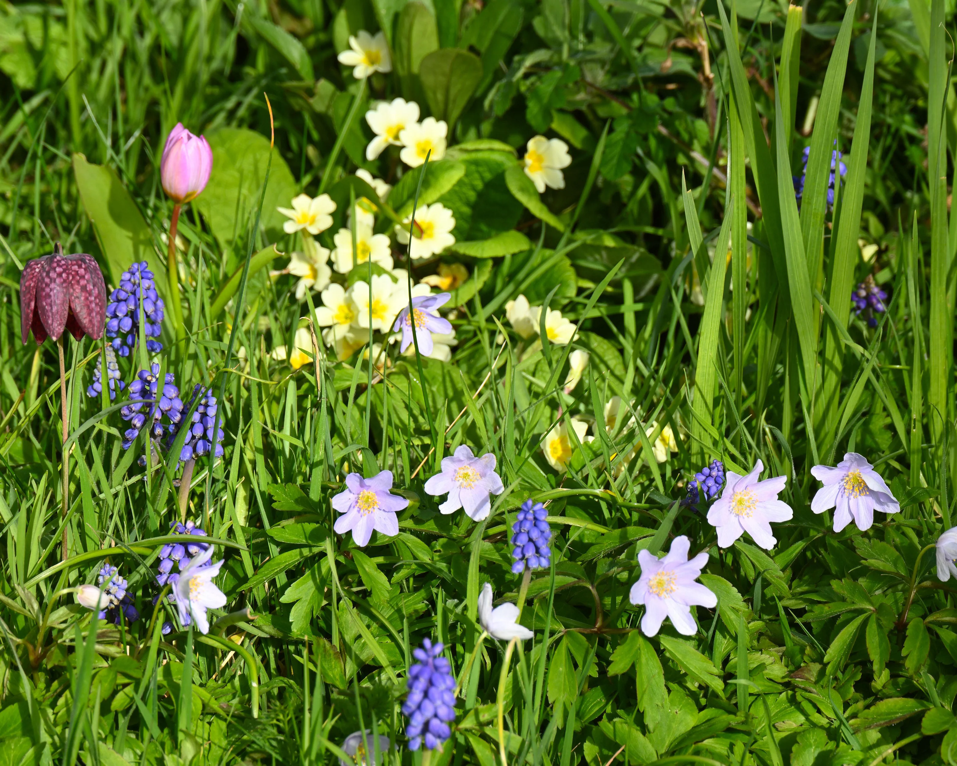 Anemone 'Robinsoniana' - Image 10