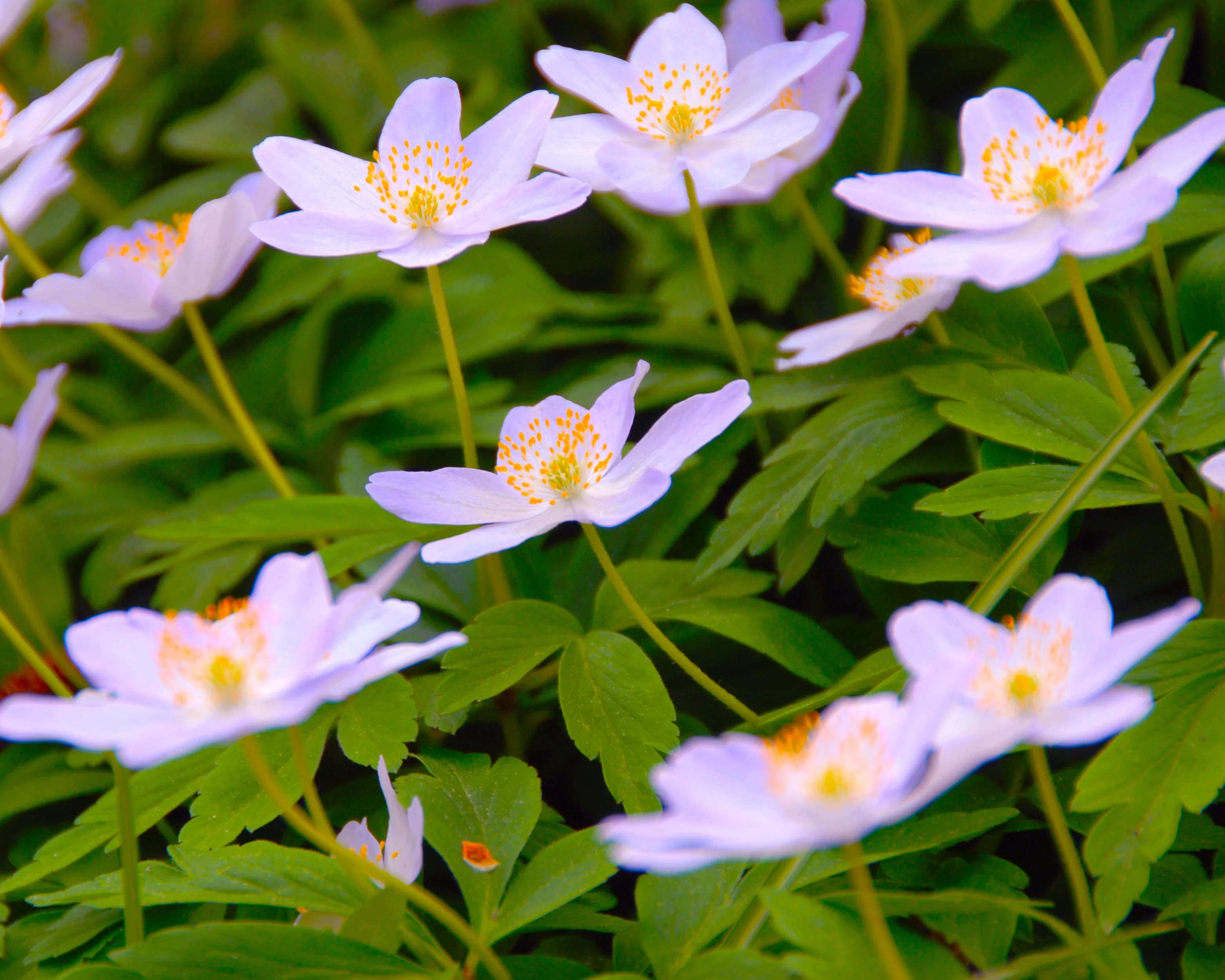 Anemone 'Robinsoniana' - Image 3