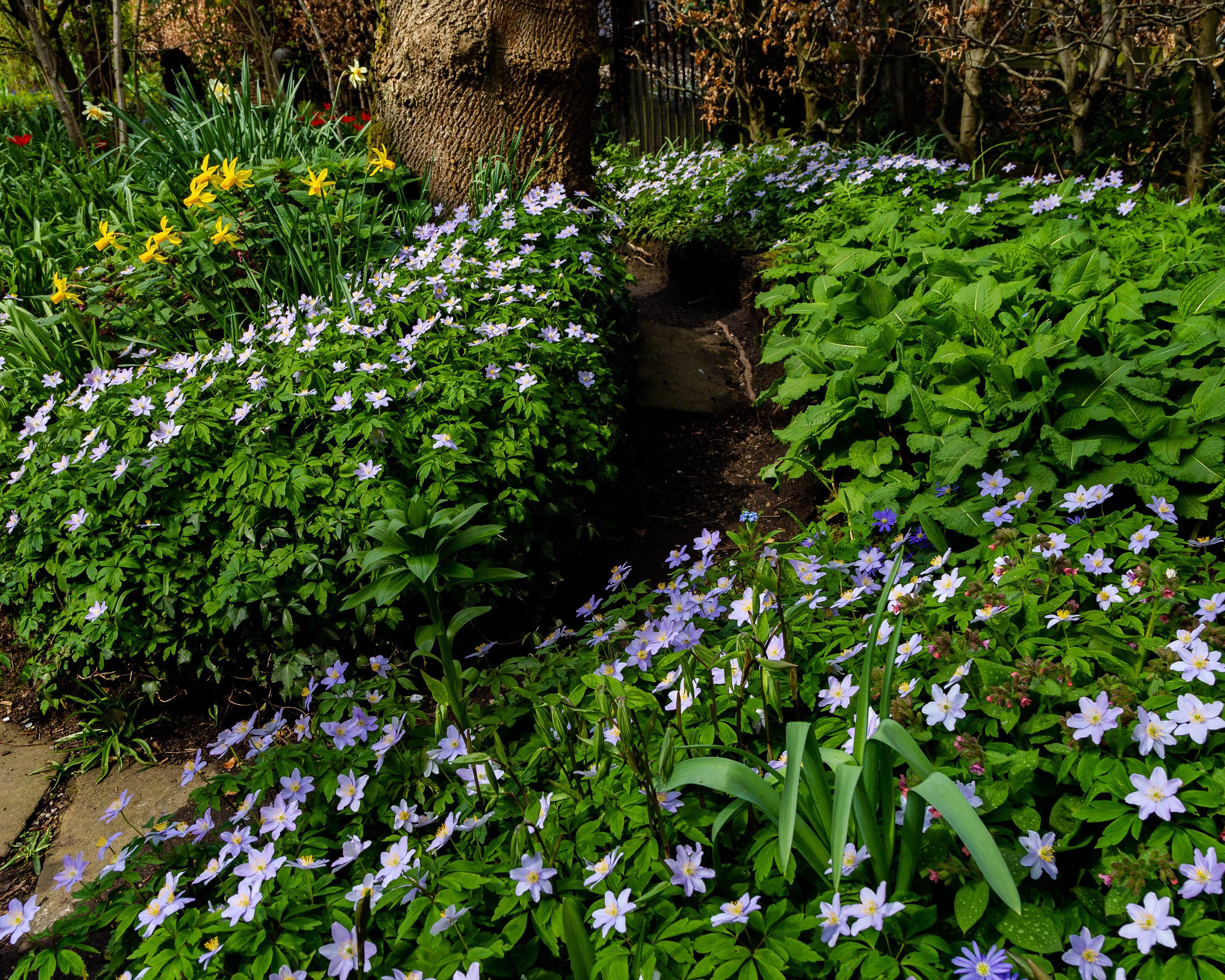 Anemone 'Robinsoniana' - Image 4