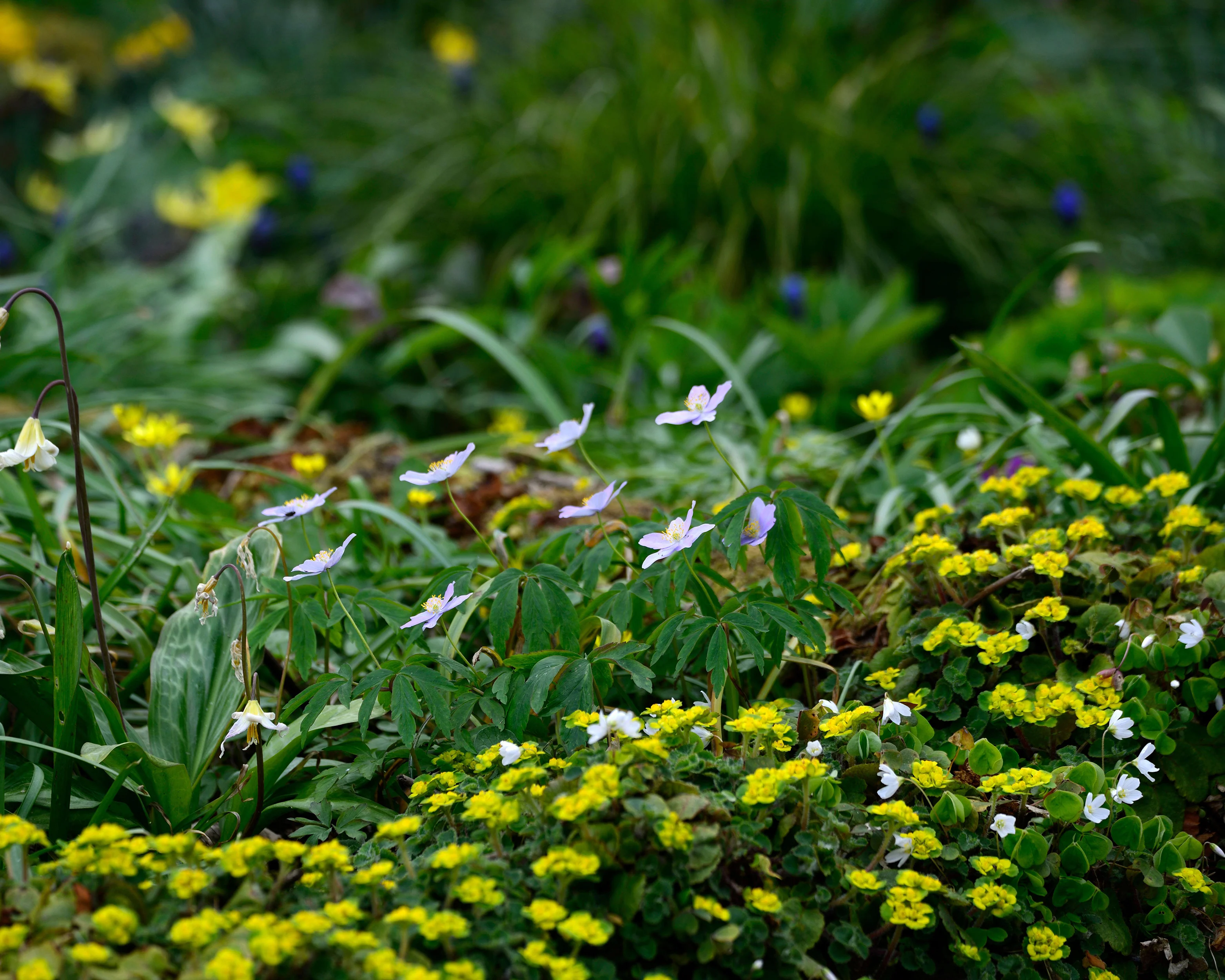 Anemone 'Robinsoniana' - Image 5