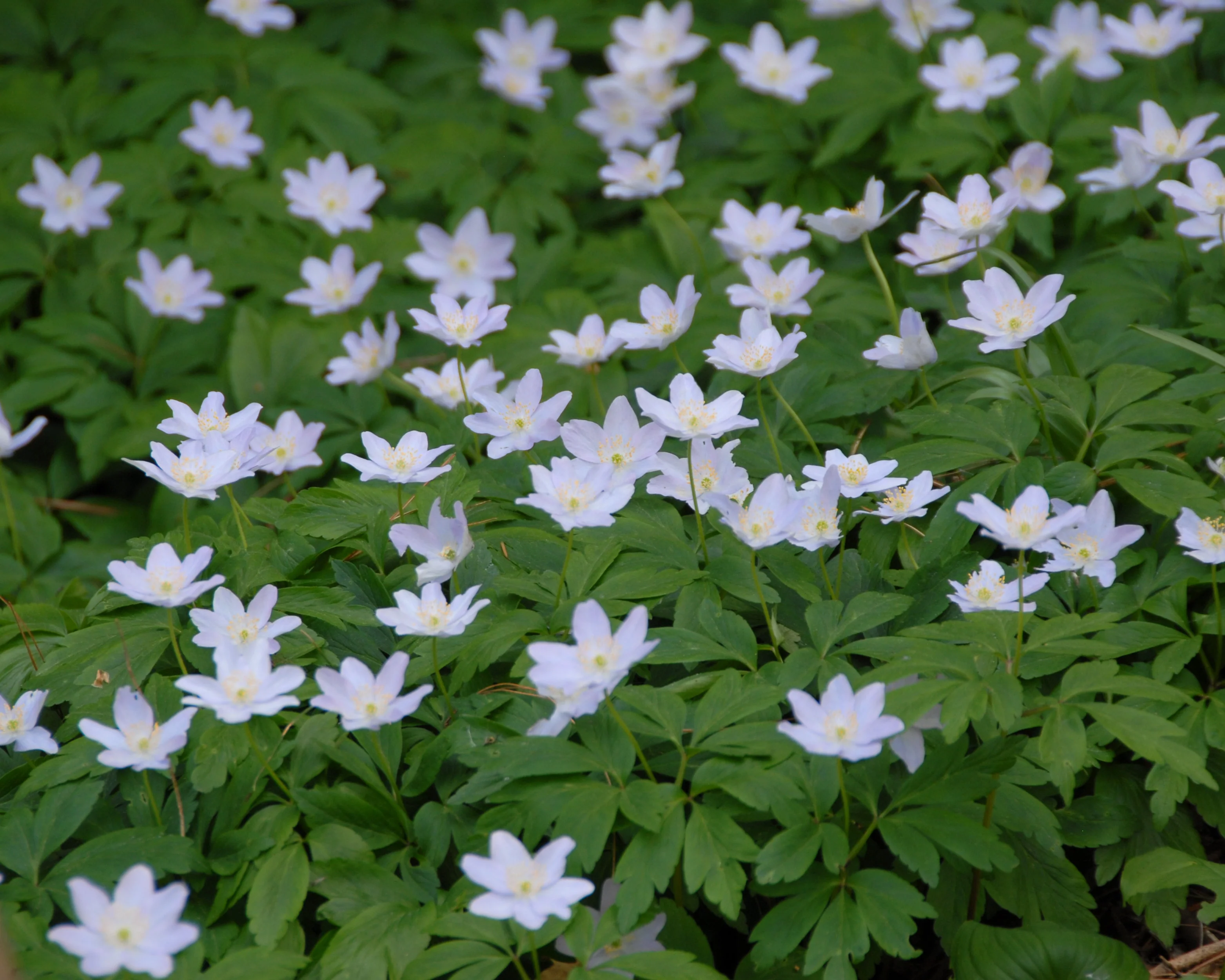 Anemone 'Robinsoniana' - Image 6