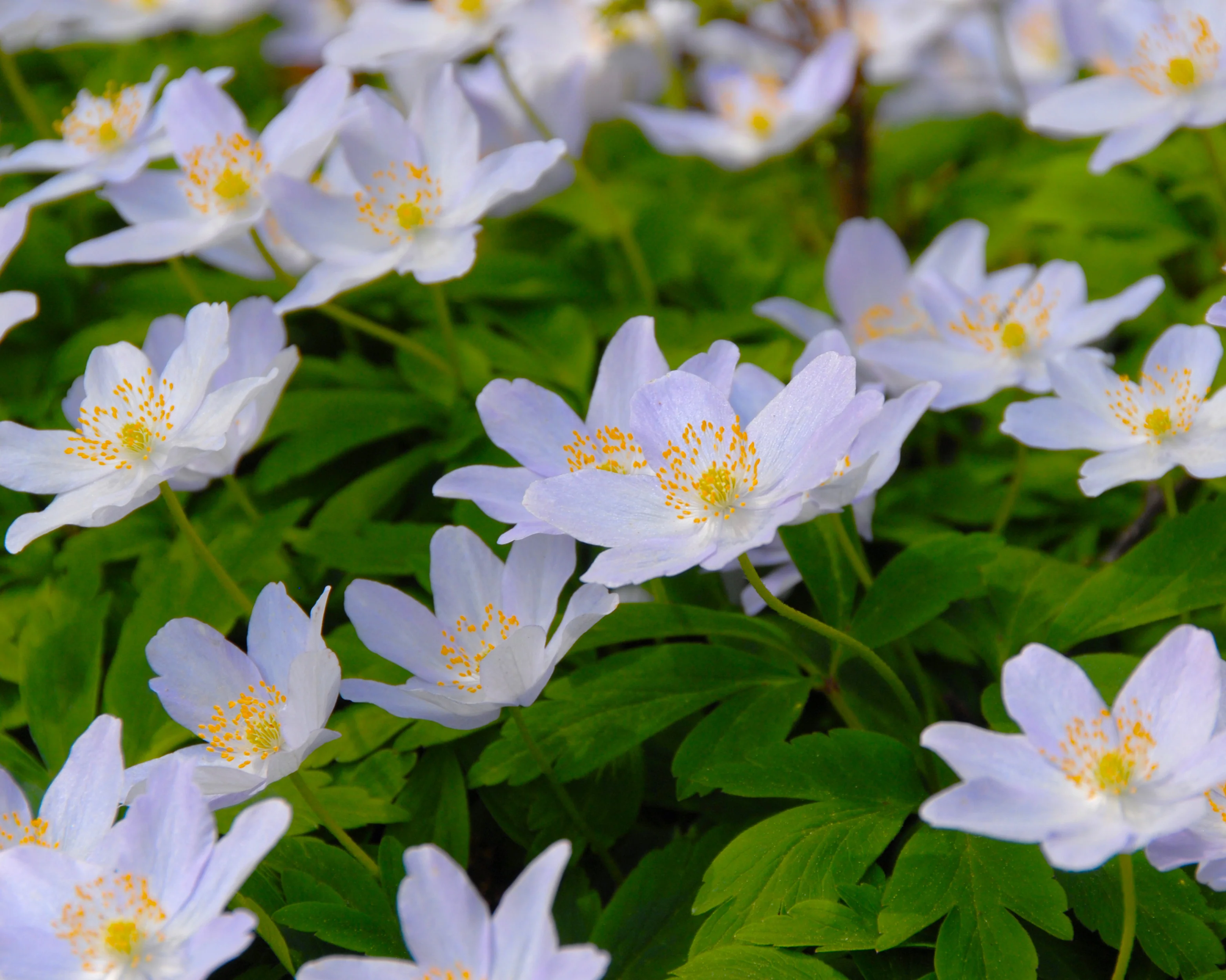 Anemone 'Robinsoniana' - Image 7