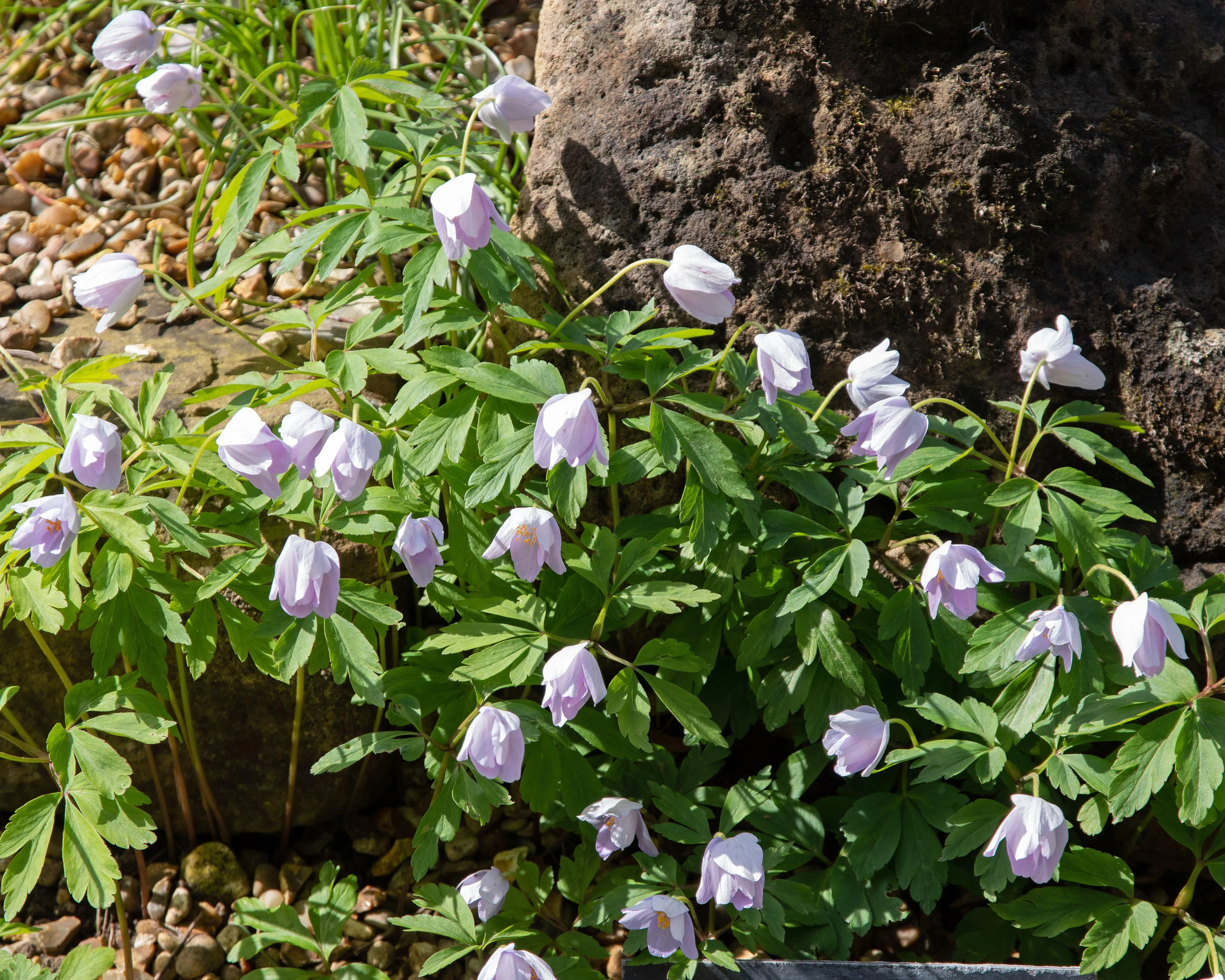 Anemone 'Robinsoniana' - Image 8