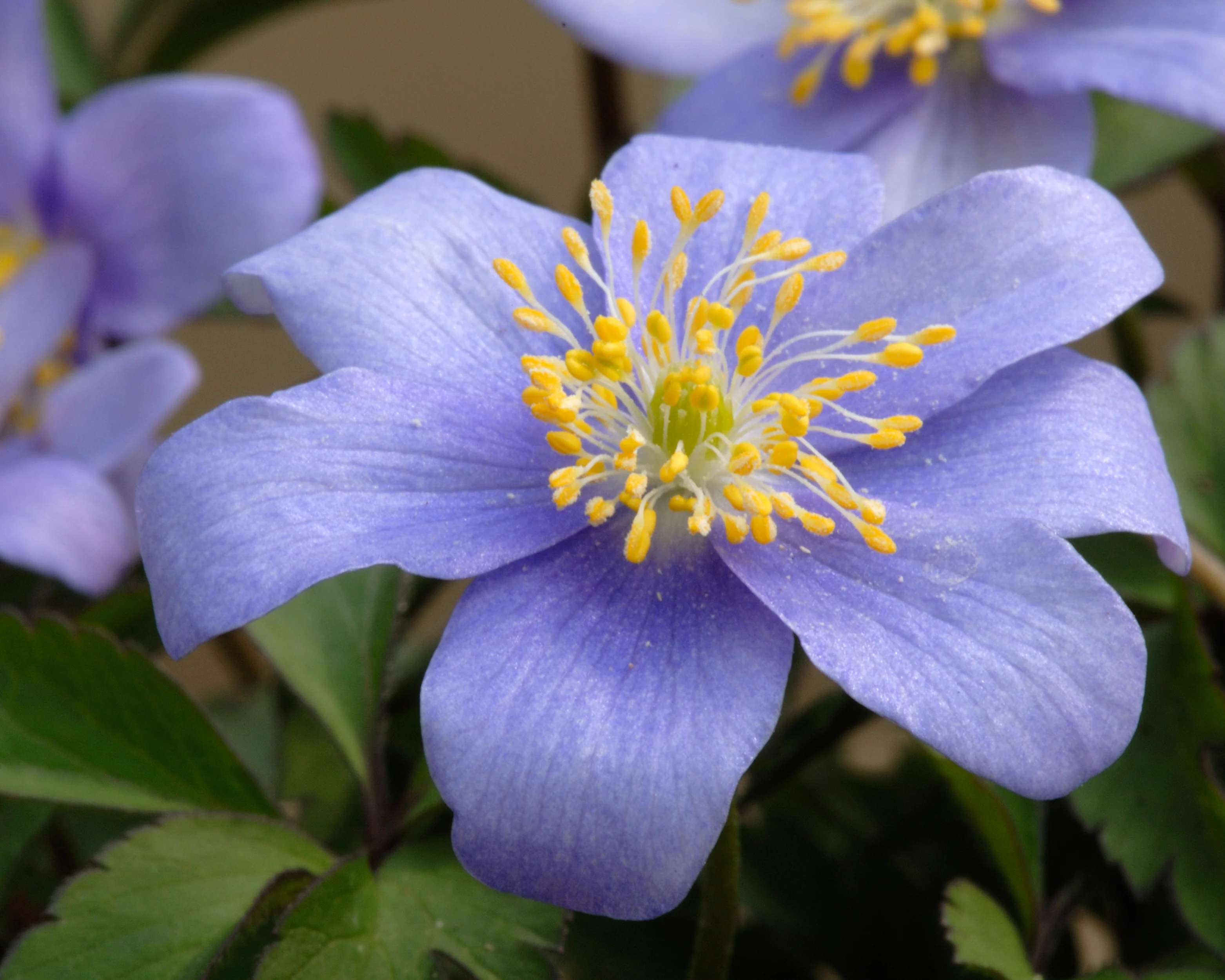 Anemone 'Royal Blue' - Image 4