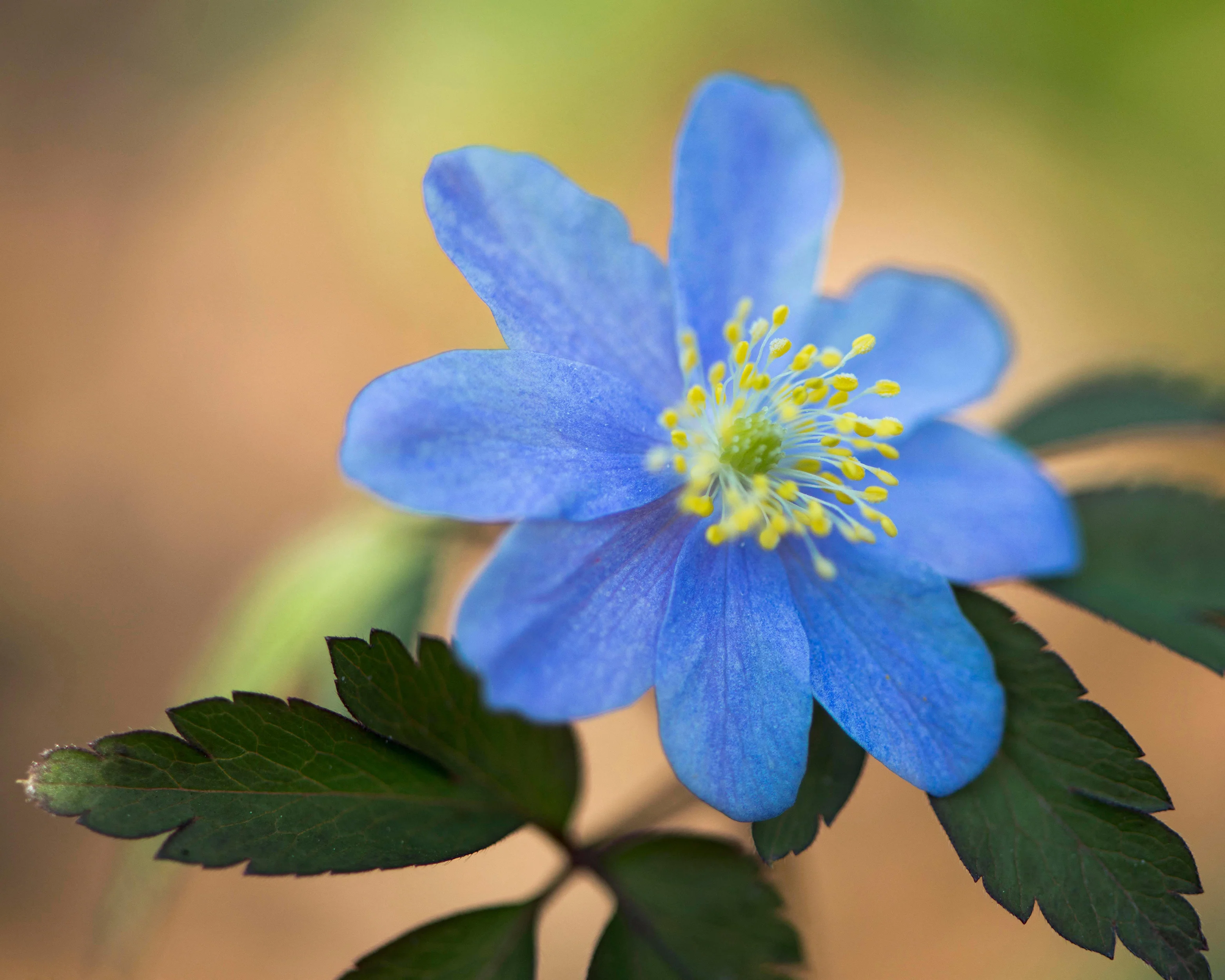 Anemone 'Royal Blue' - Image 5