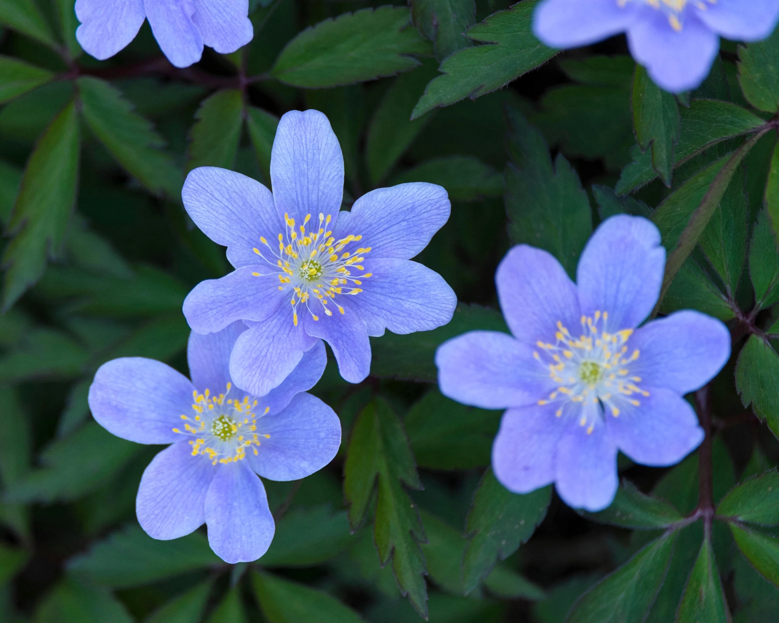 Anemone 'Royal Blue' - Image 6