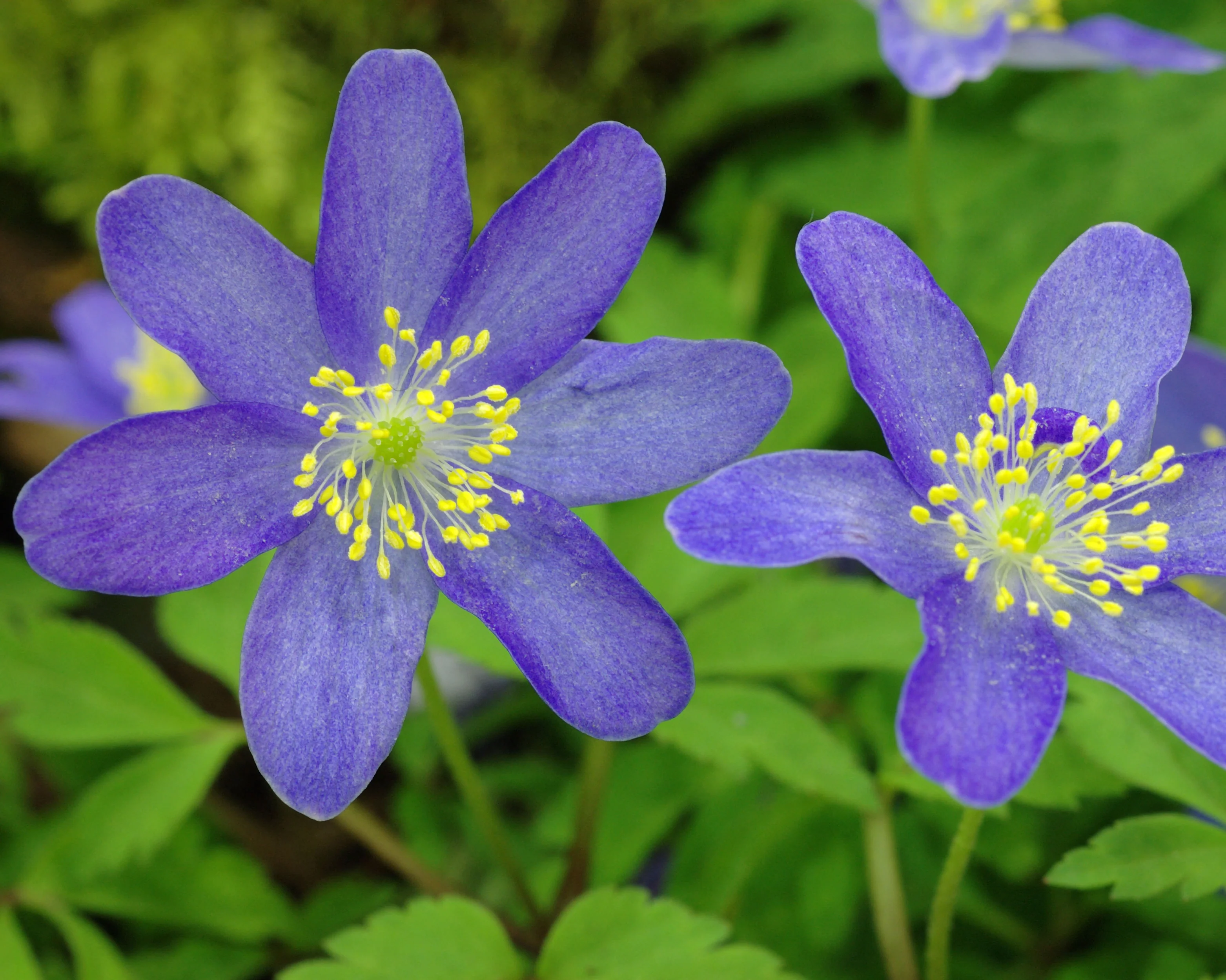 Anemone 'Royal Blue' - Image 7