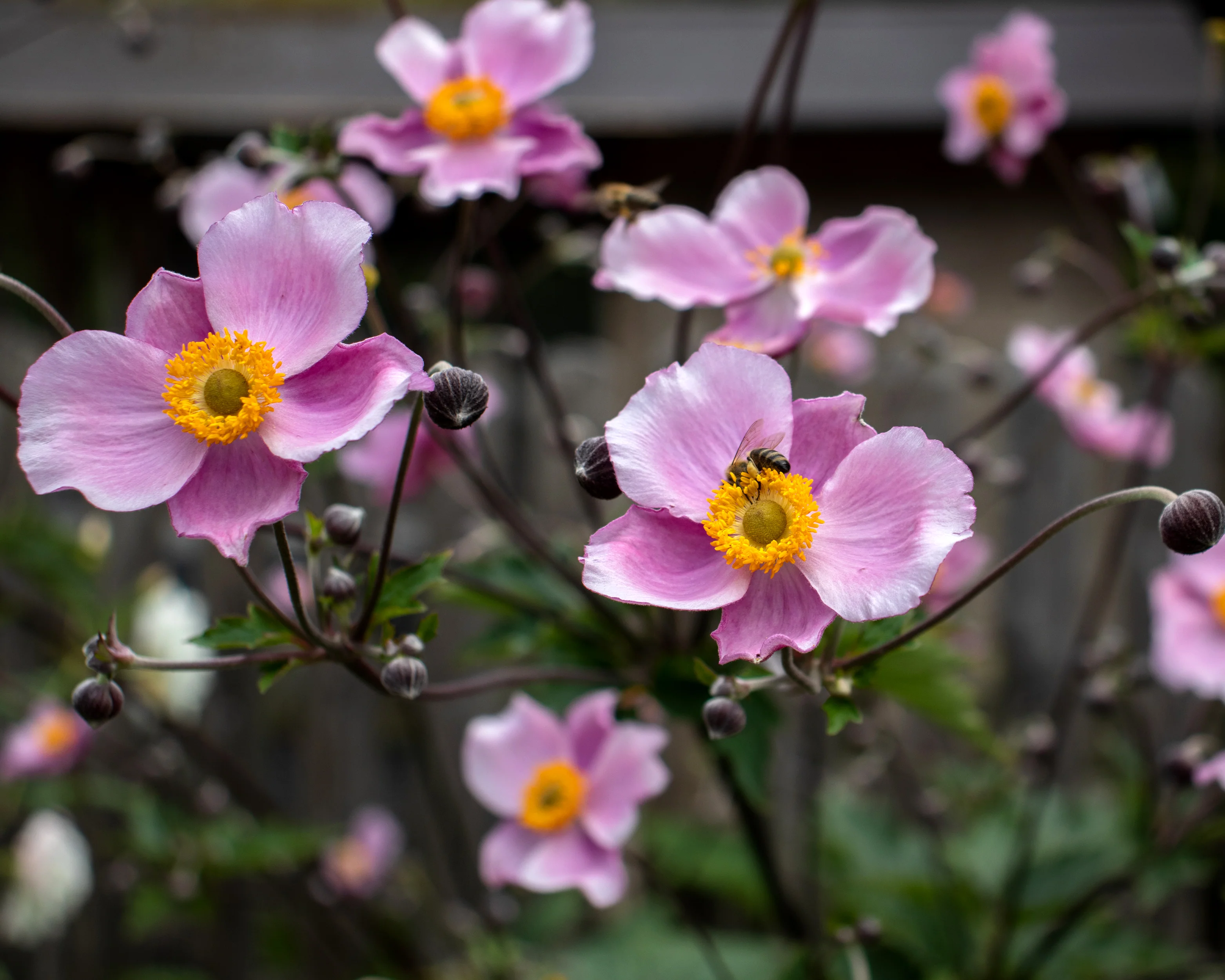 Anemone 'September Charm' - Image 10