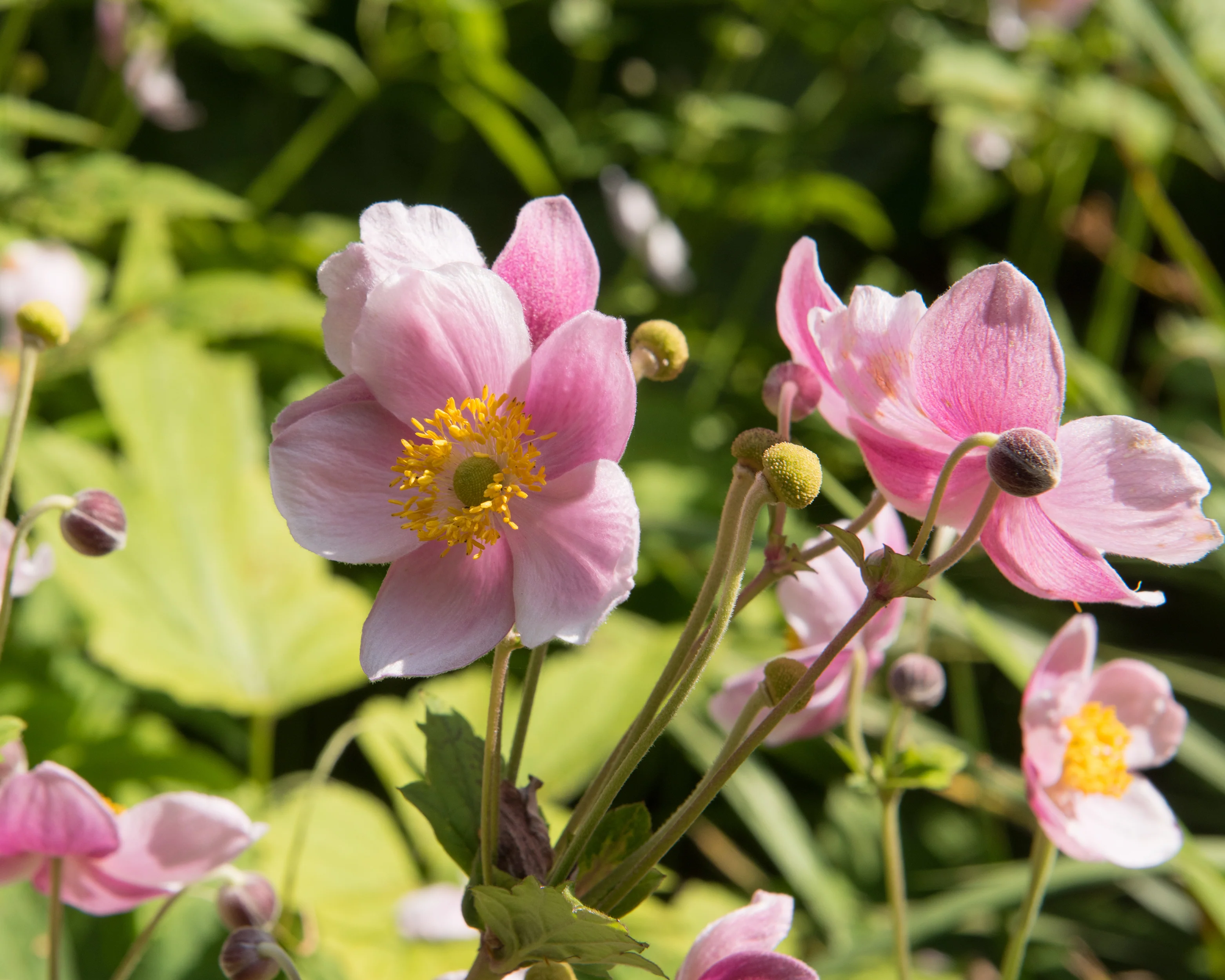 Anemone 'September Charm' - Image 2