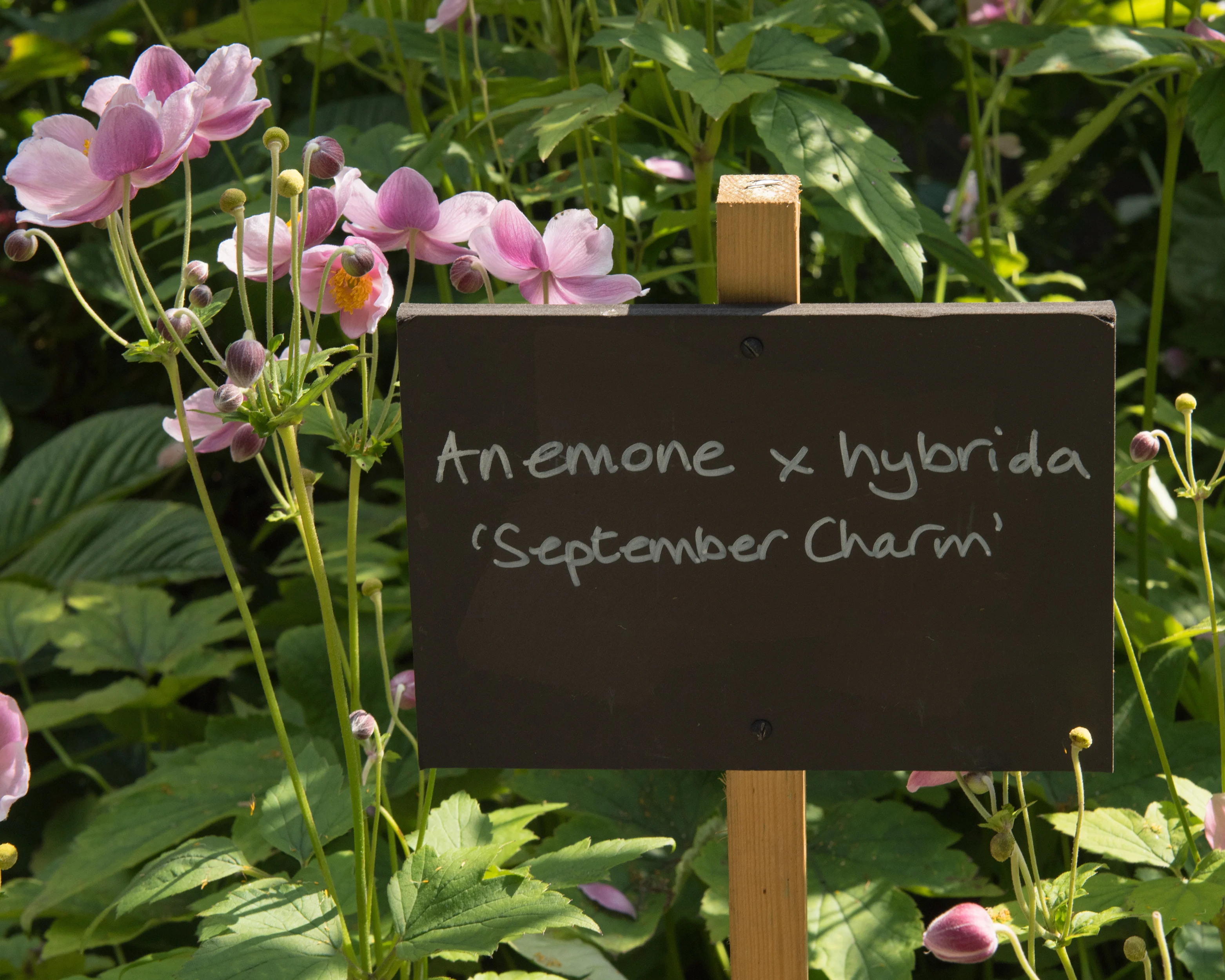 Anemone 'September Charm' - Image 3