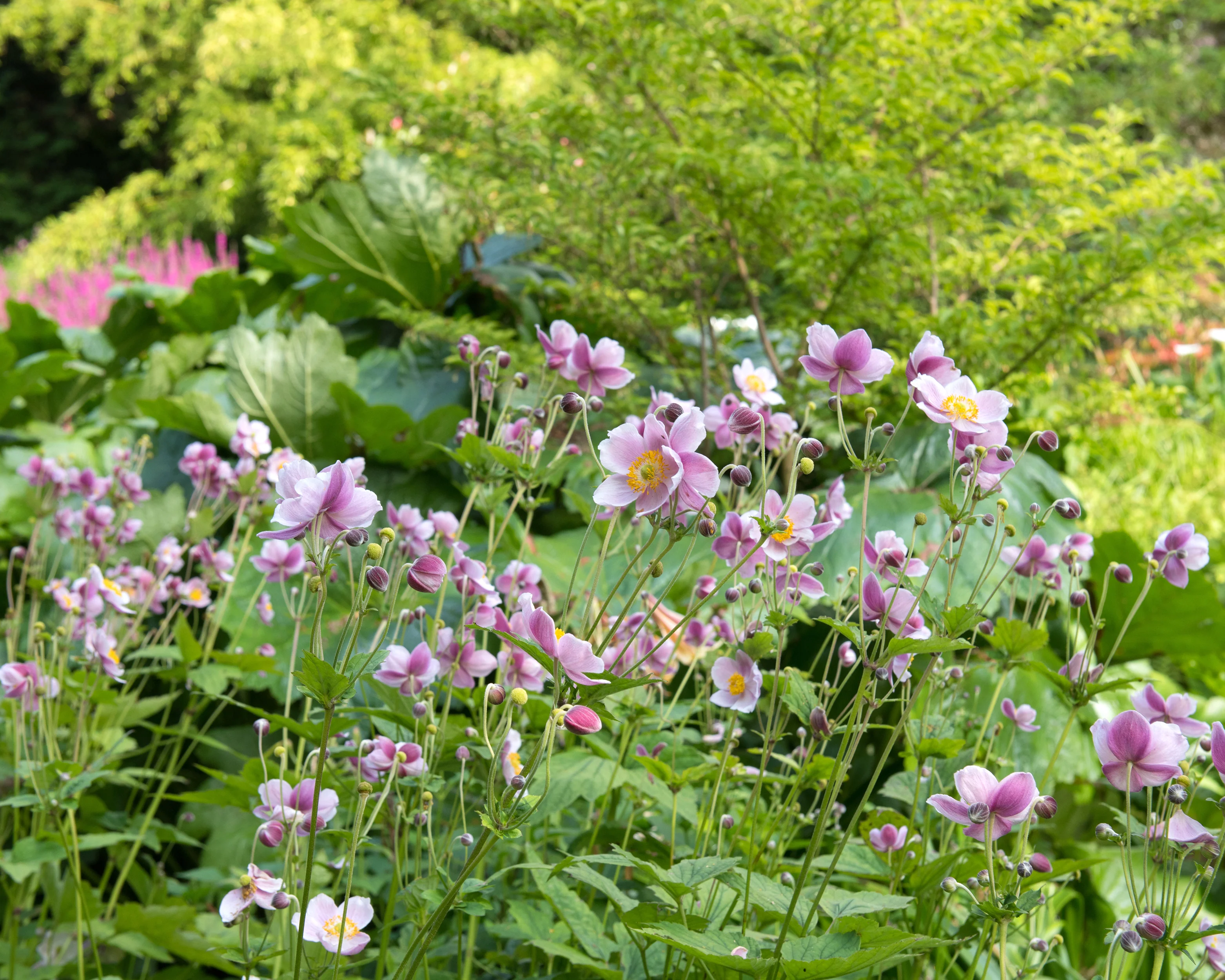 Anemone 'September Charm' - Image 4