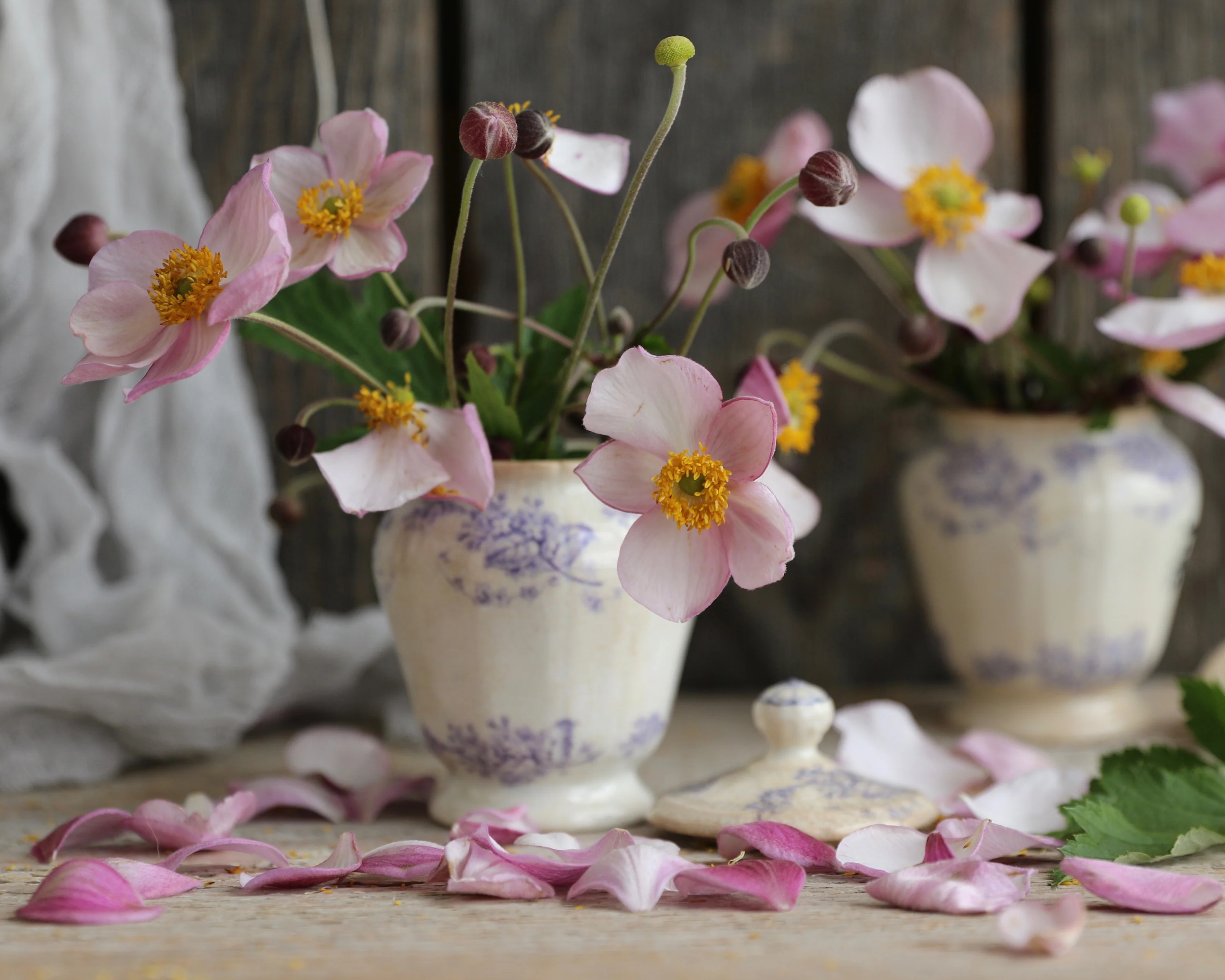 Anemone 'September Charm' - Image 5