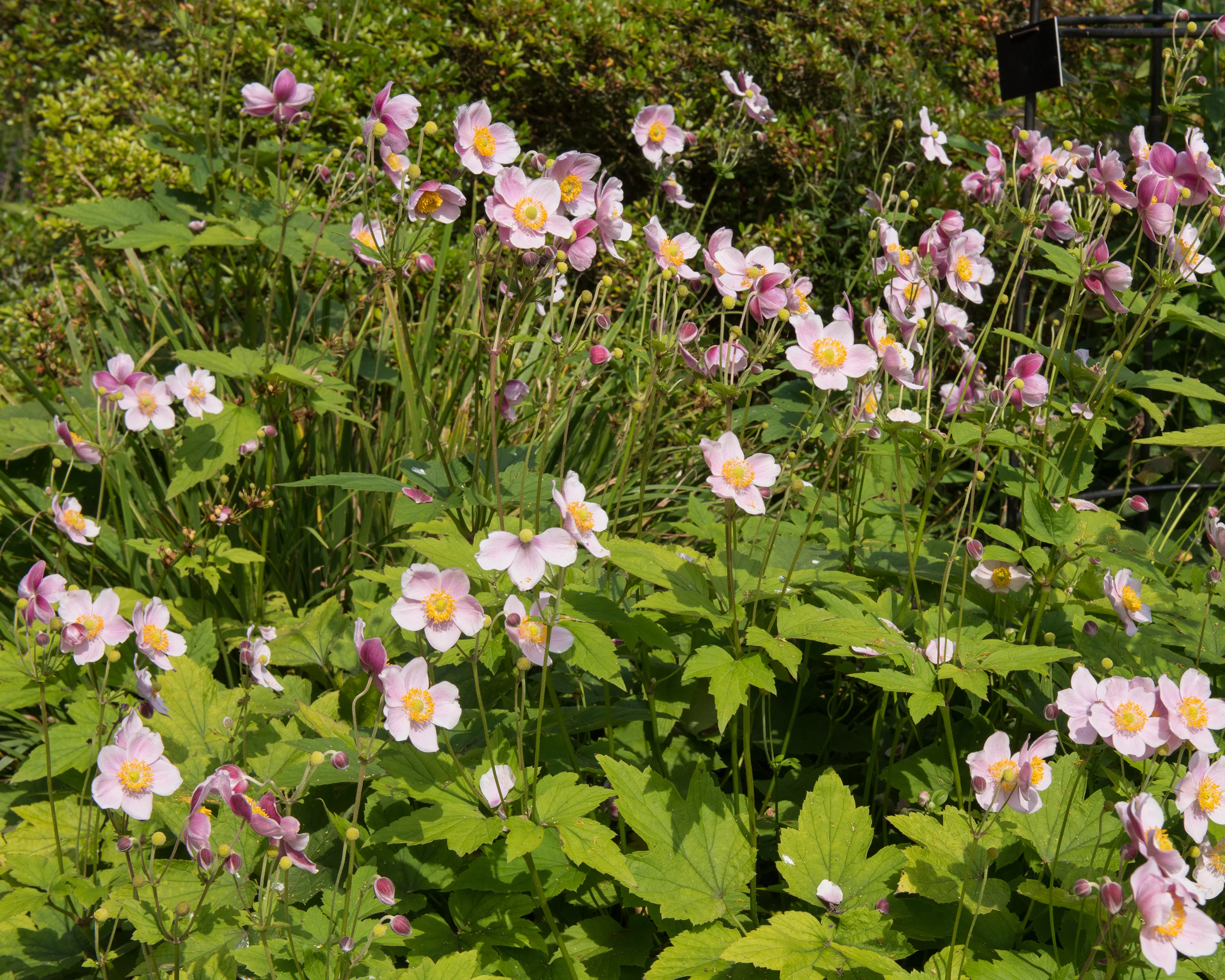 Anemone 'September Charm' - Image 8