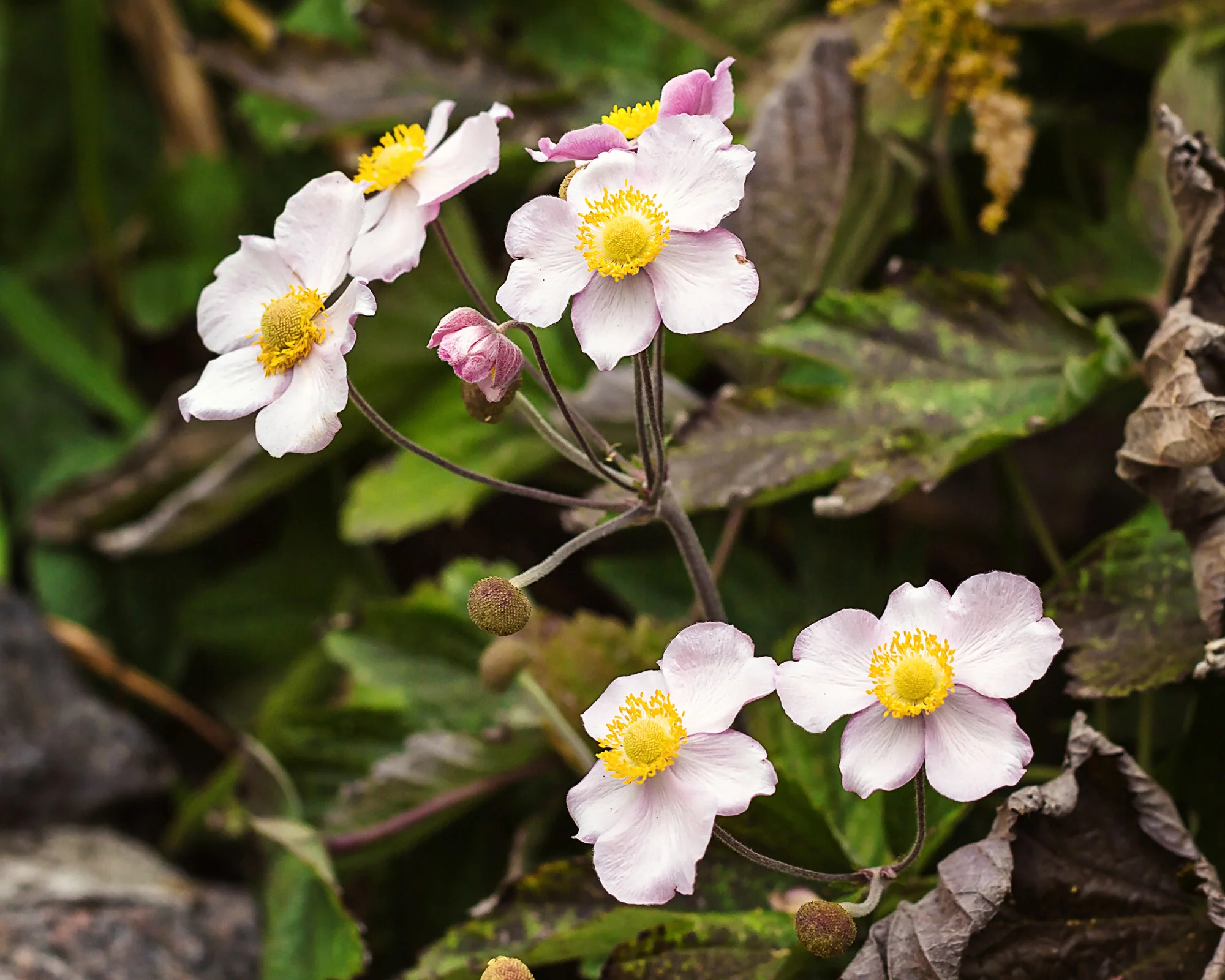 Anemone 'September Charm' - Image 9