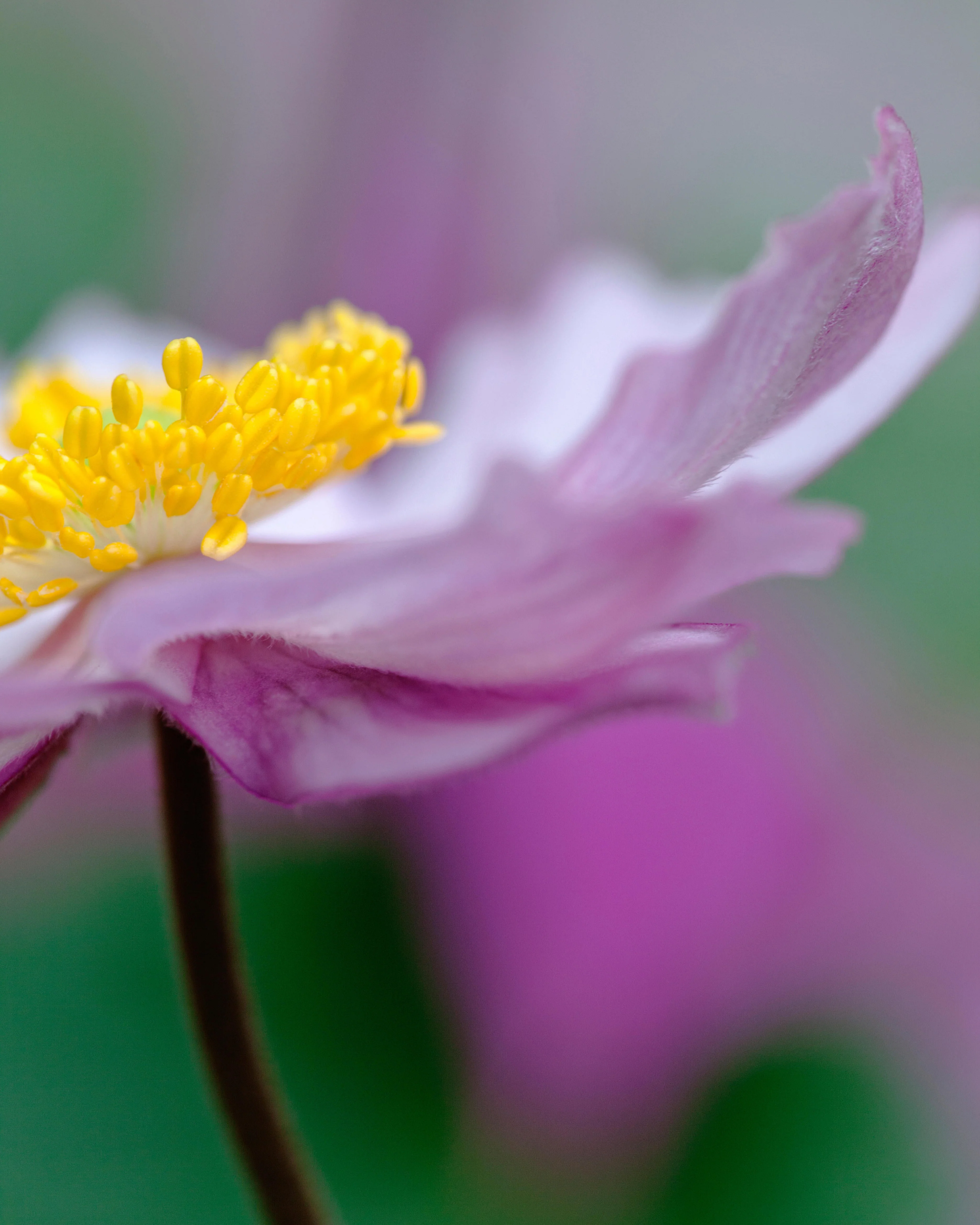 Anemone 'Serenade' - Image 4