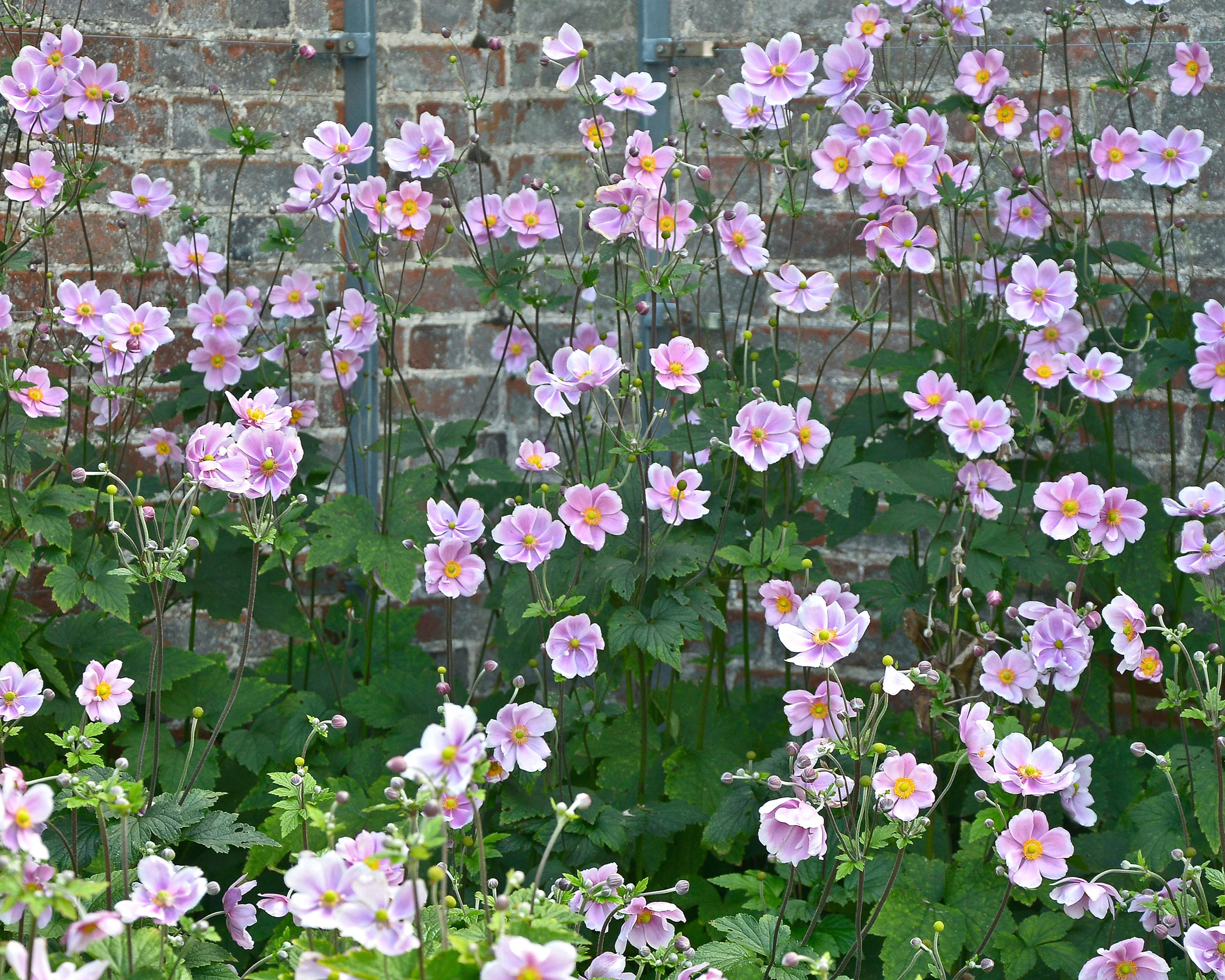 Anemone 'Serenade' - Image 5