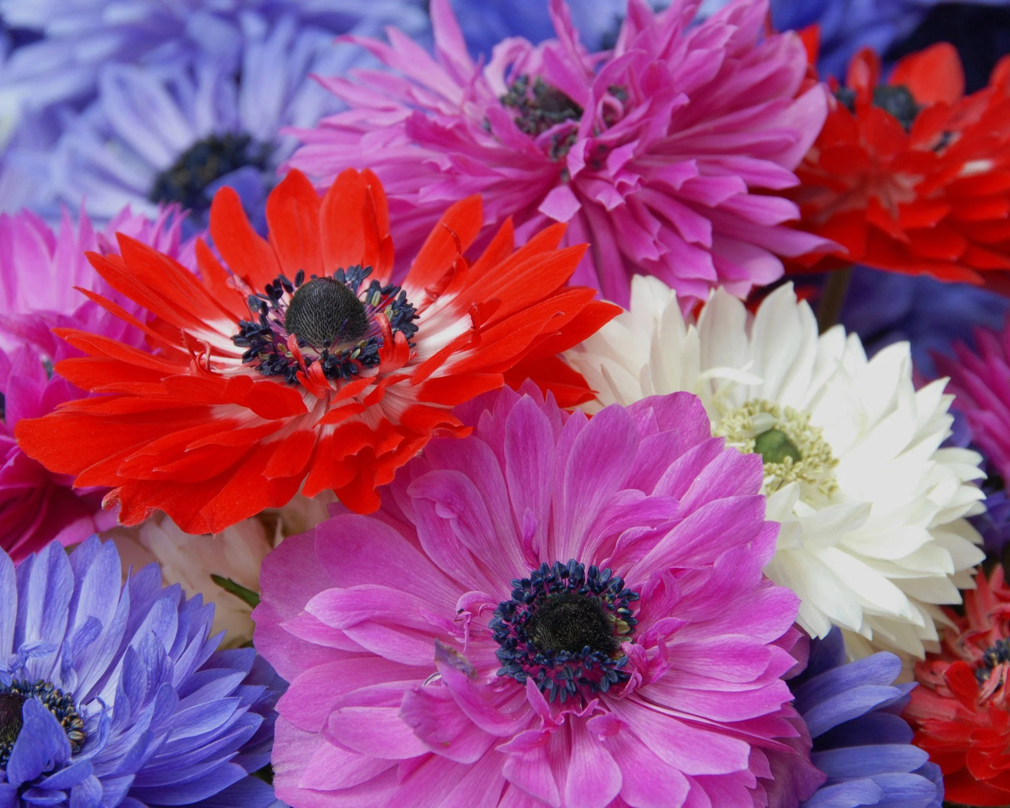 Anemone 'St Brigid' - Image 3
