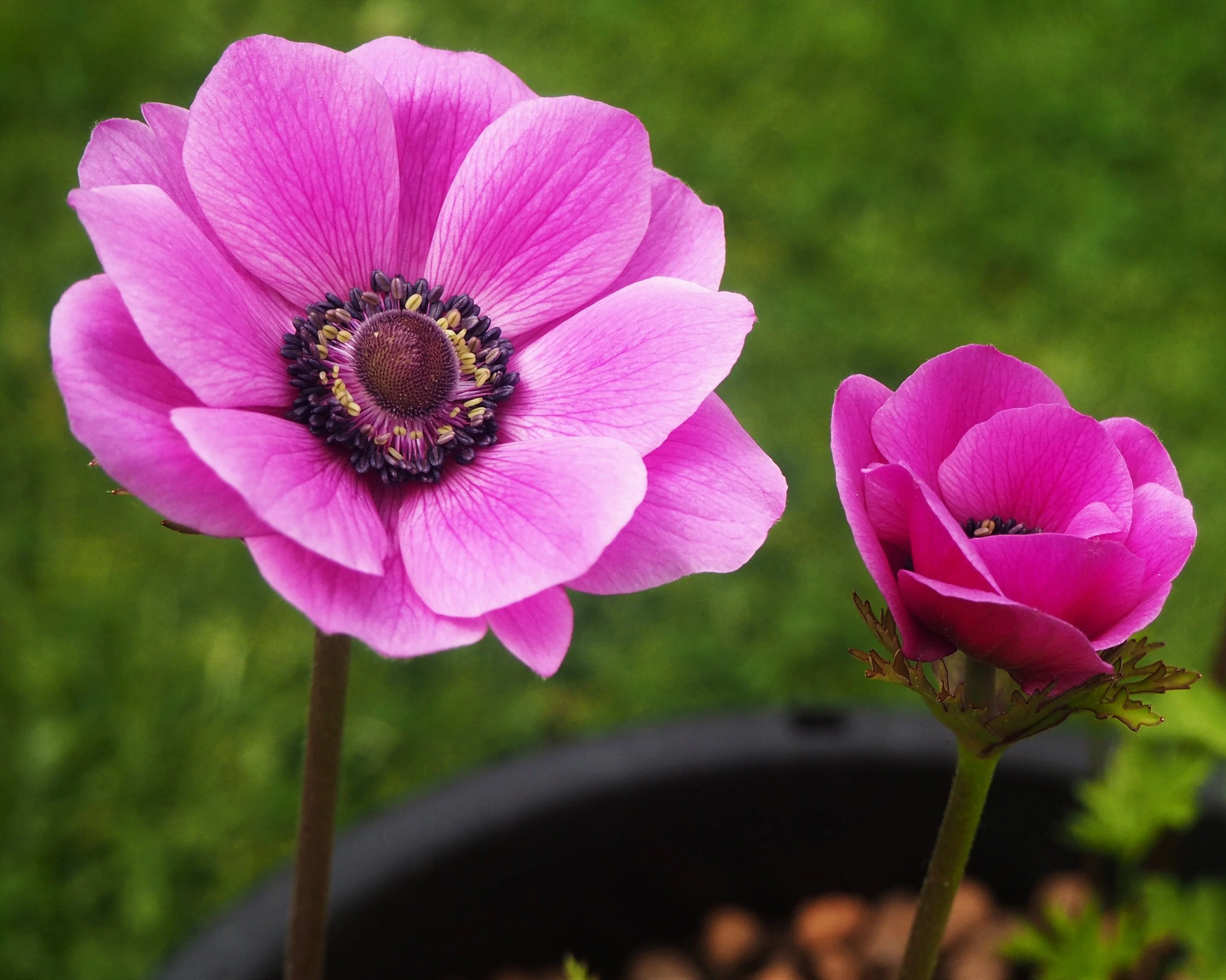 Anemone 'Sylphide' - Image 5