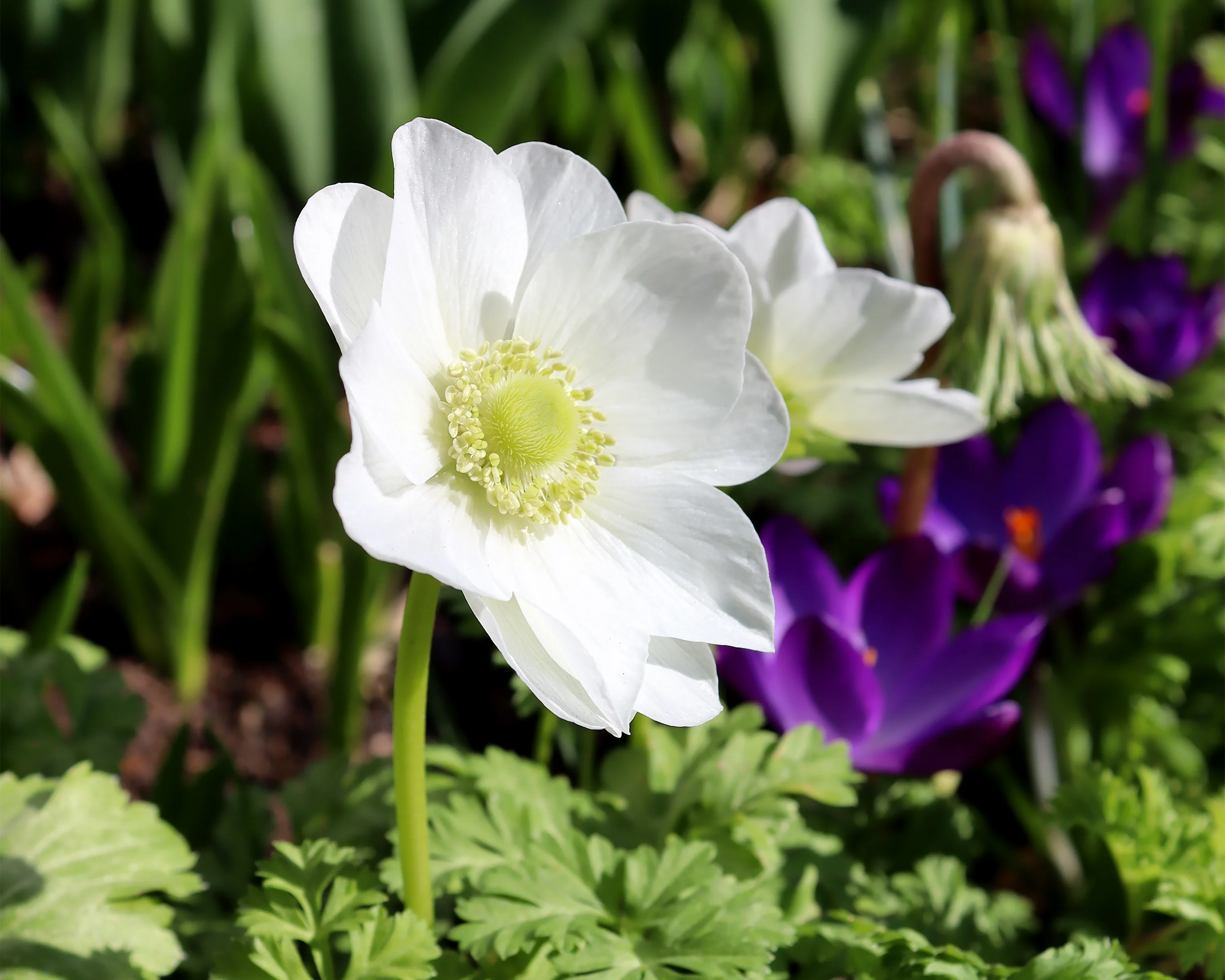 Anemone 'The Bride' - Image 3