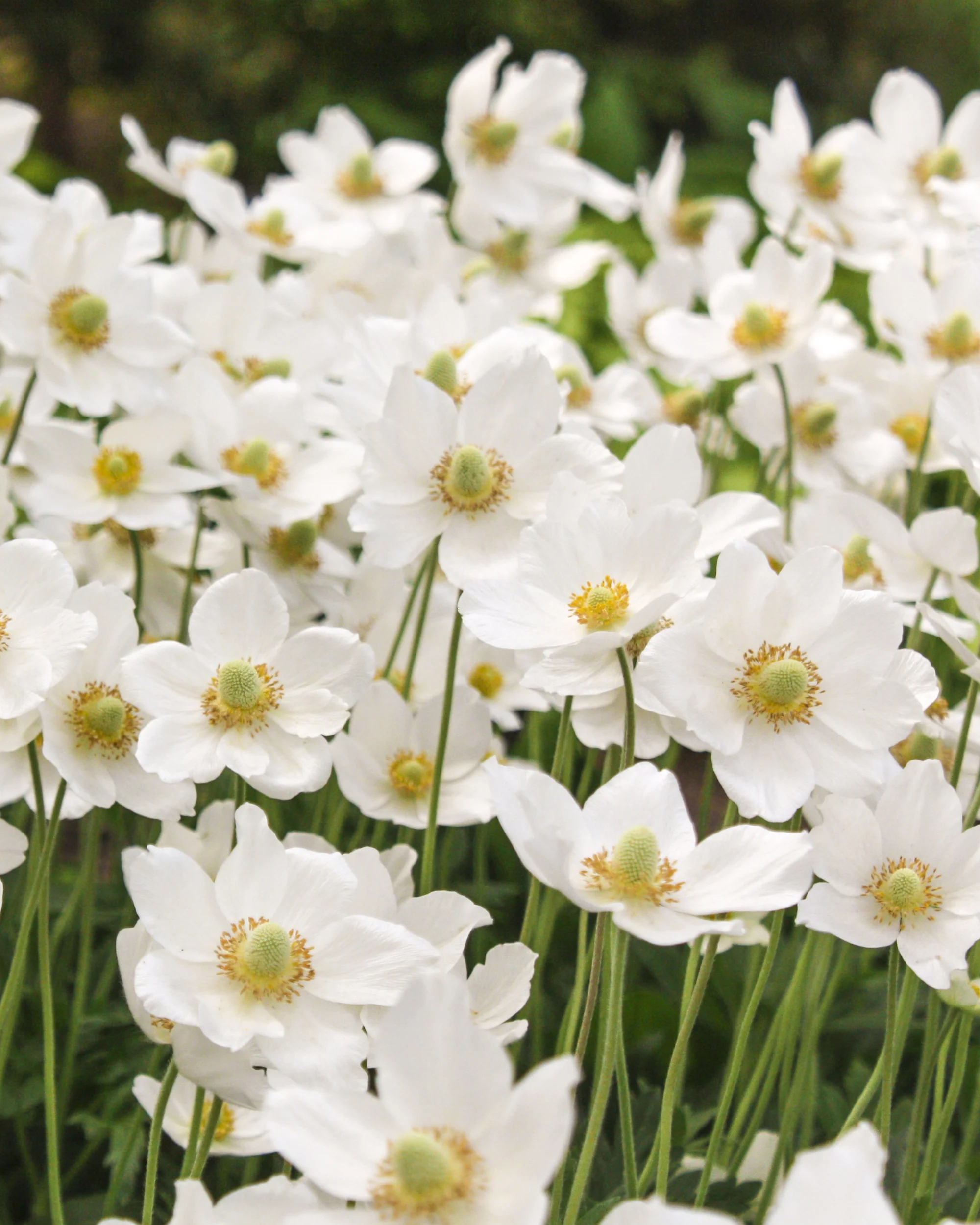 Anemone 'Whirlwind' - Image 2