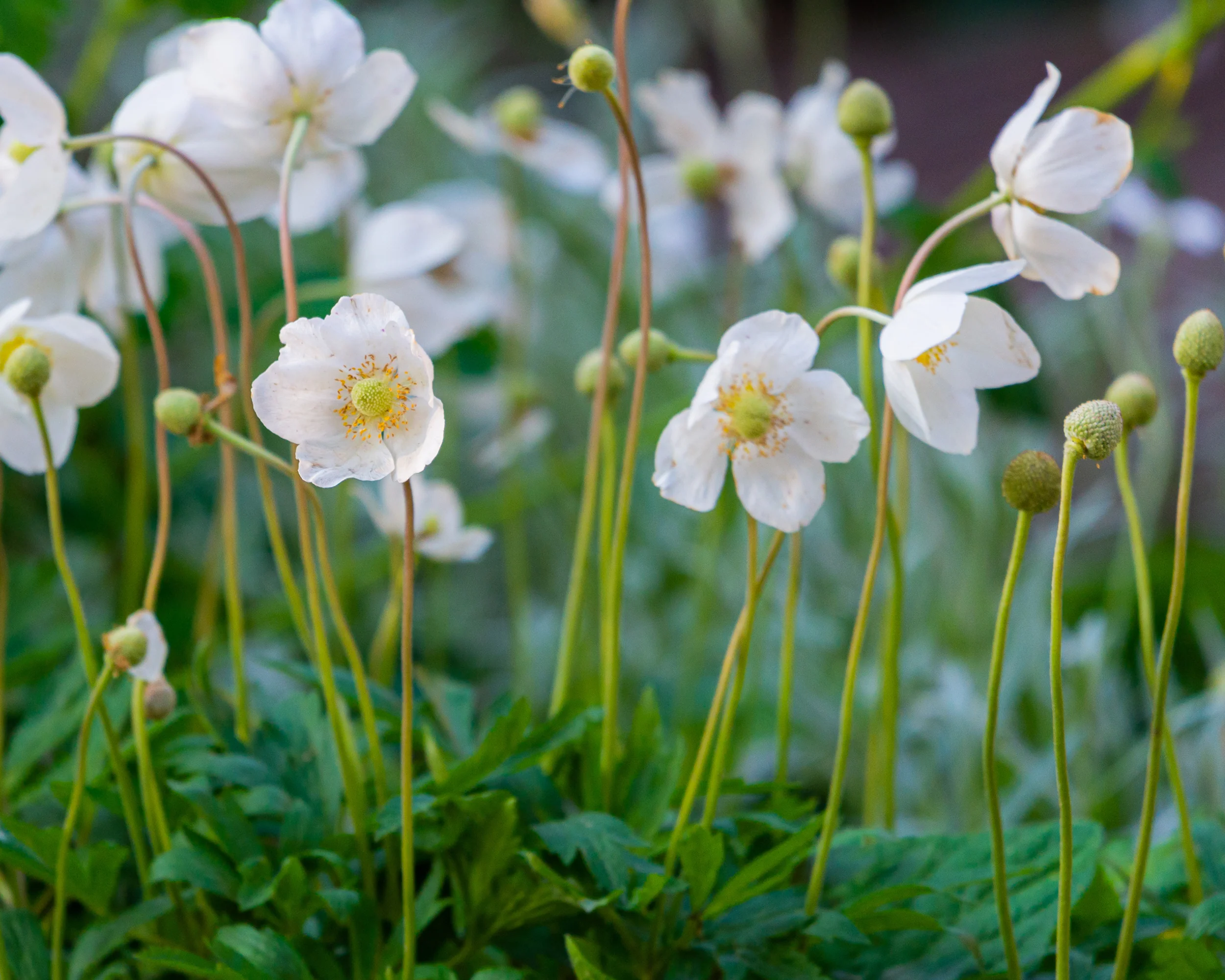 Anemone 'Whirlwind' - Image 3