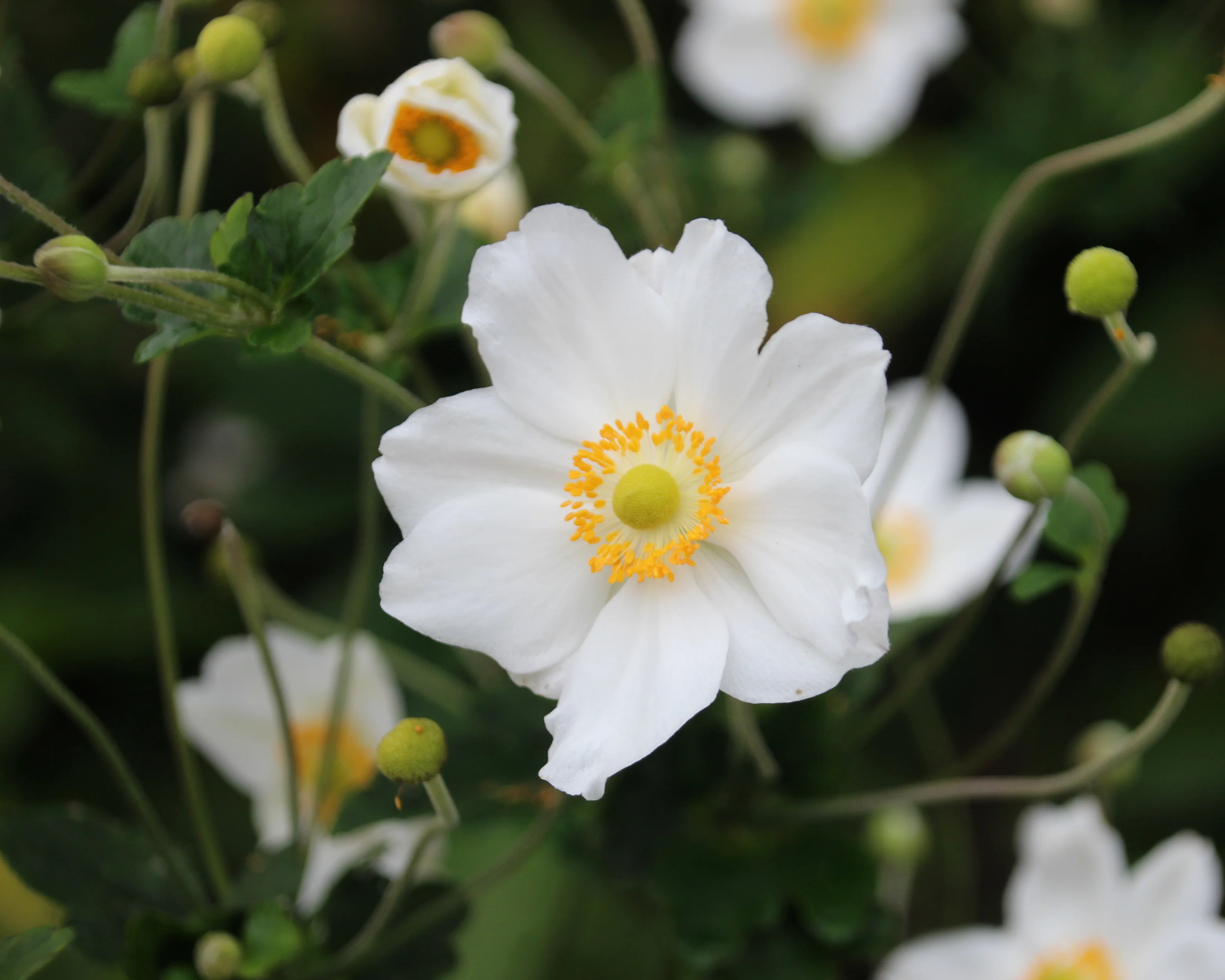 Anemone 'Whirlwind' - Image 6
