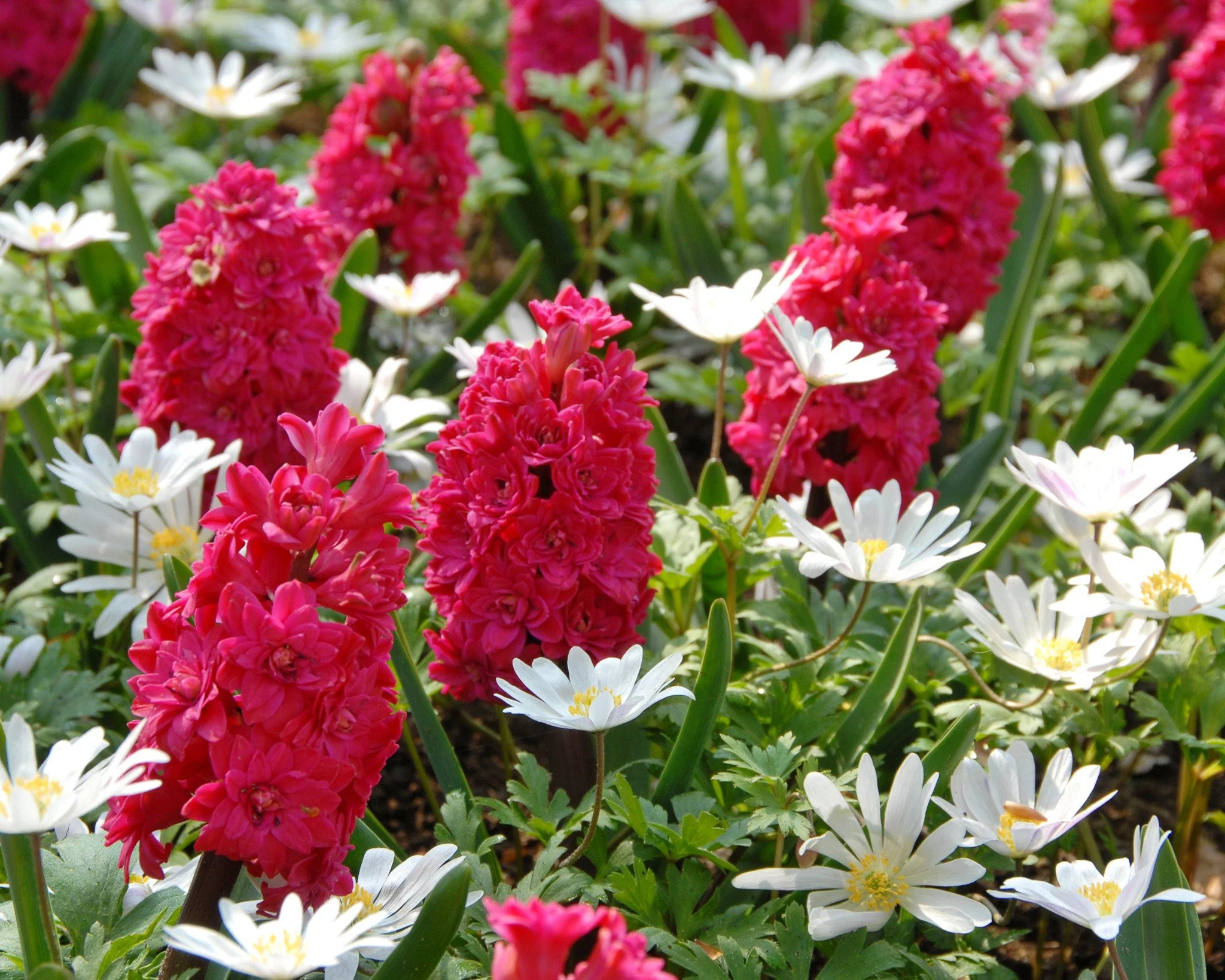Anemone 'White Splendour' - Image 10