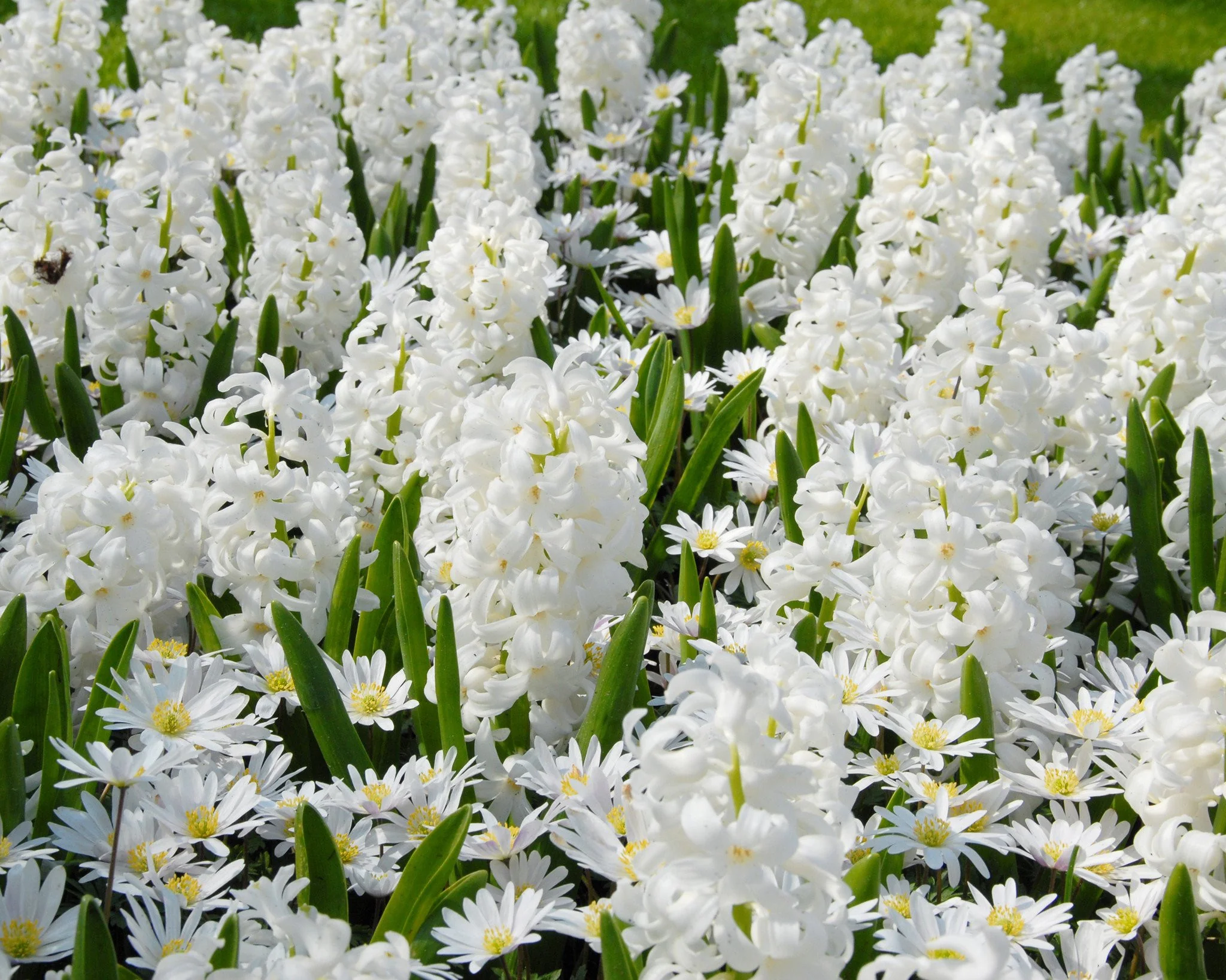 Anemone 'White Splendour' - Image 11