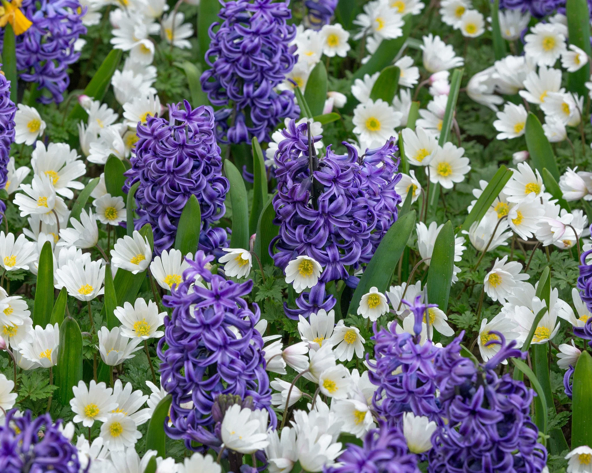 Anemone 'White Splendour' - Image 12