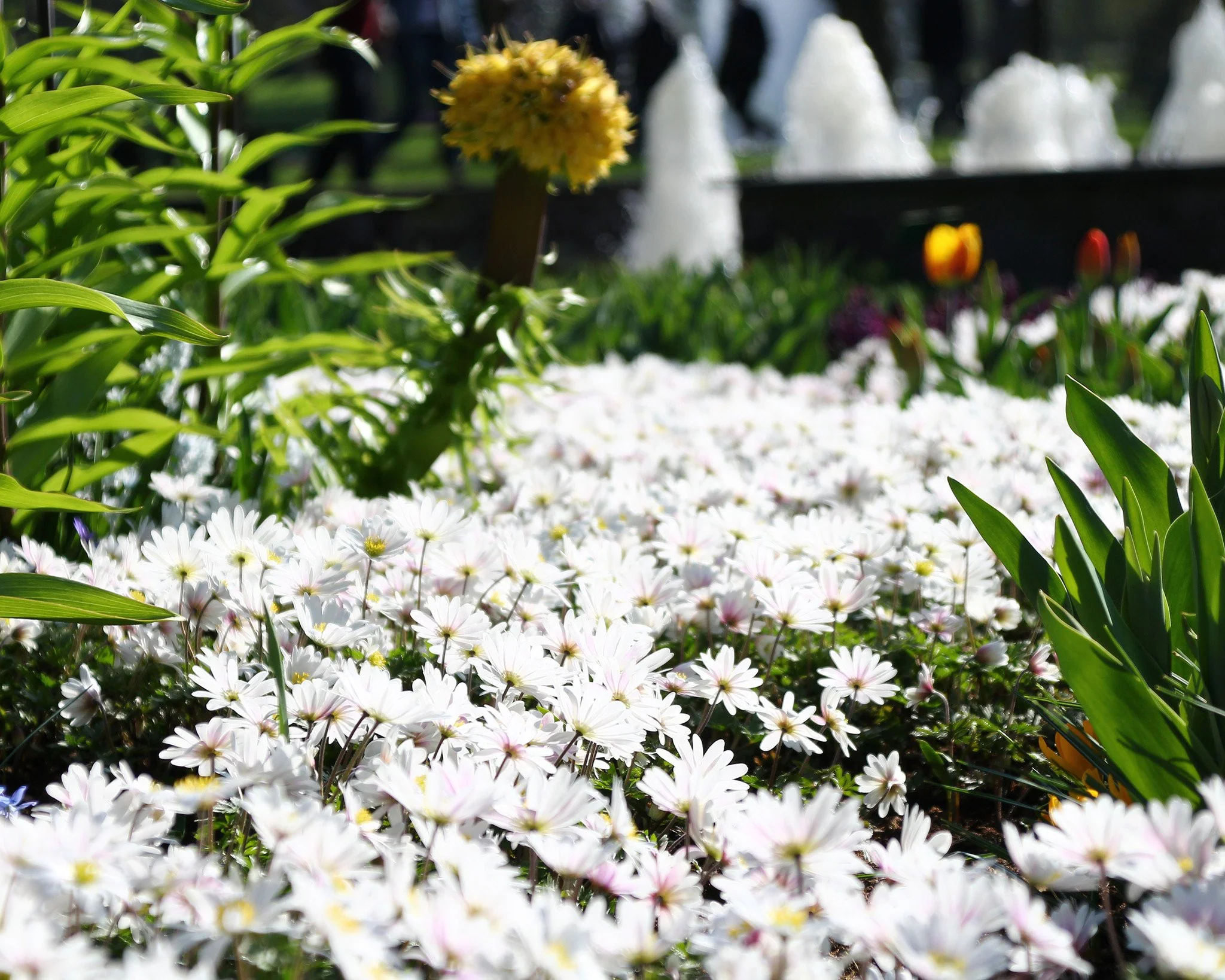 Anemone 'White Splendour' - Image 3