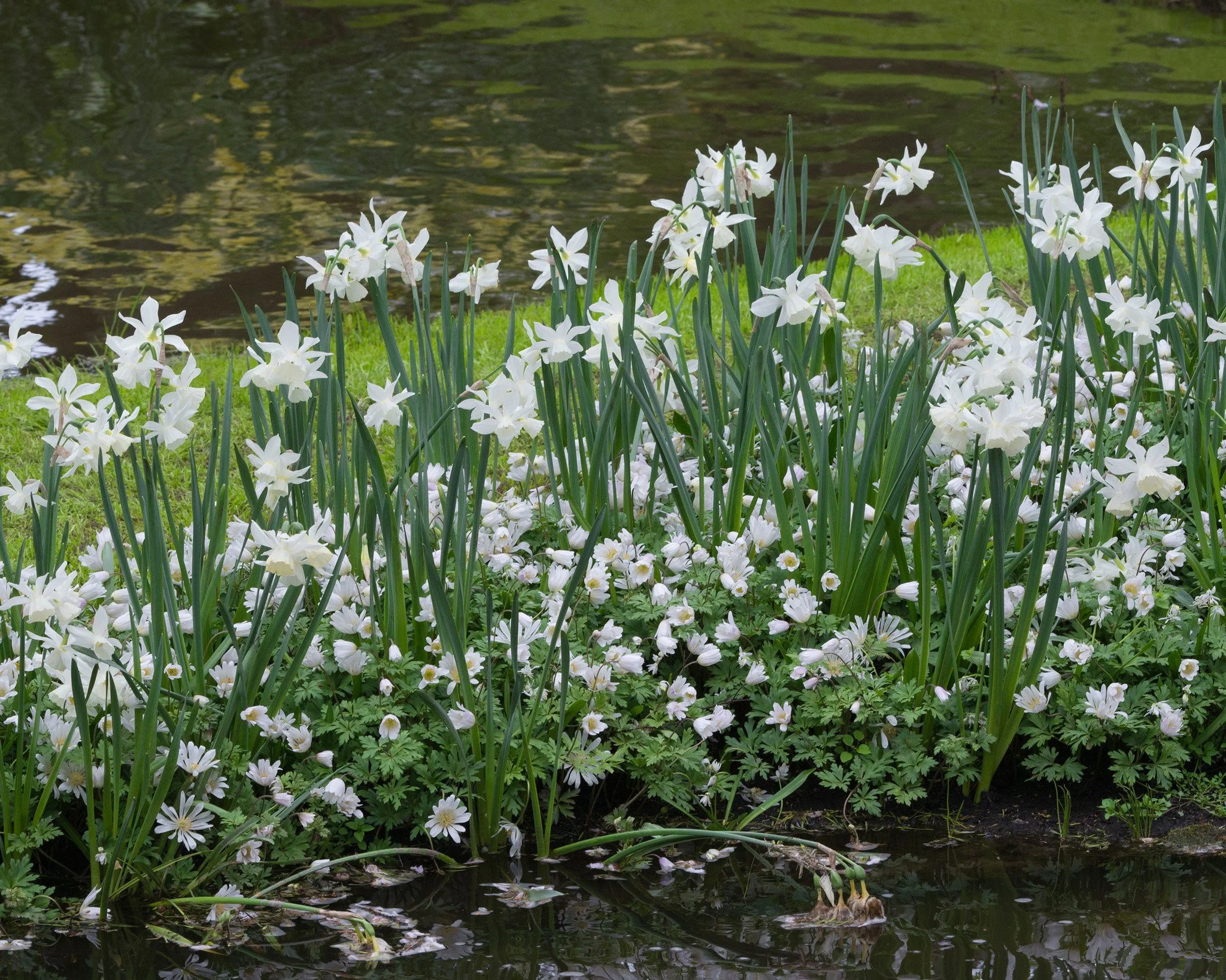 Anemone 'White Splendour' - Image 5