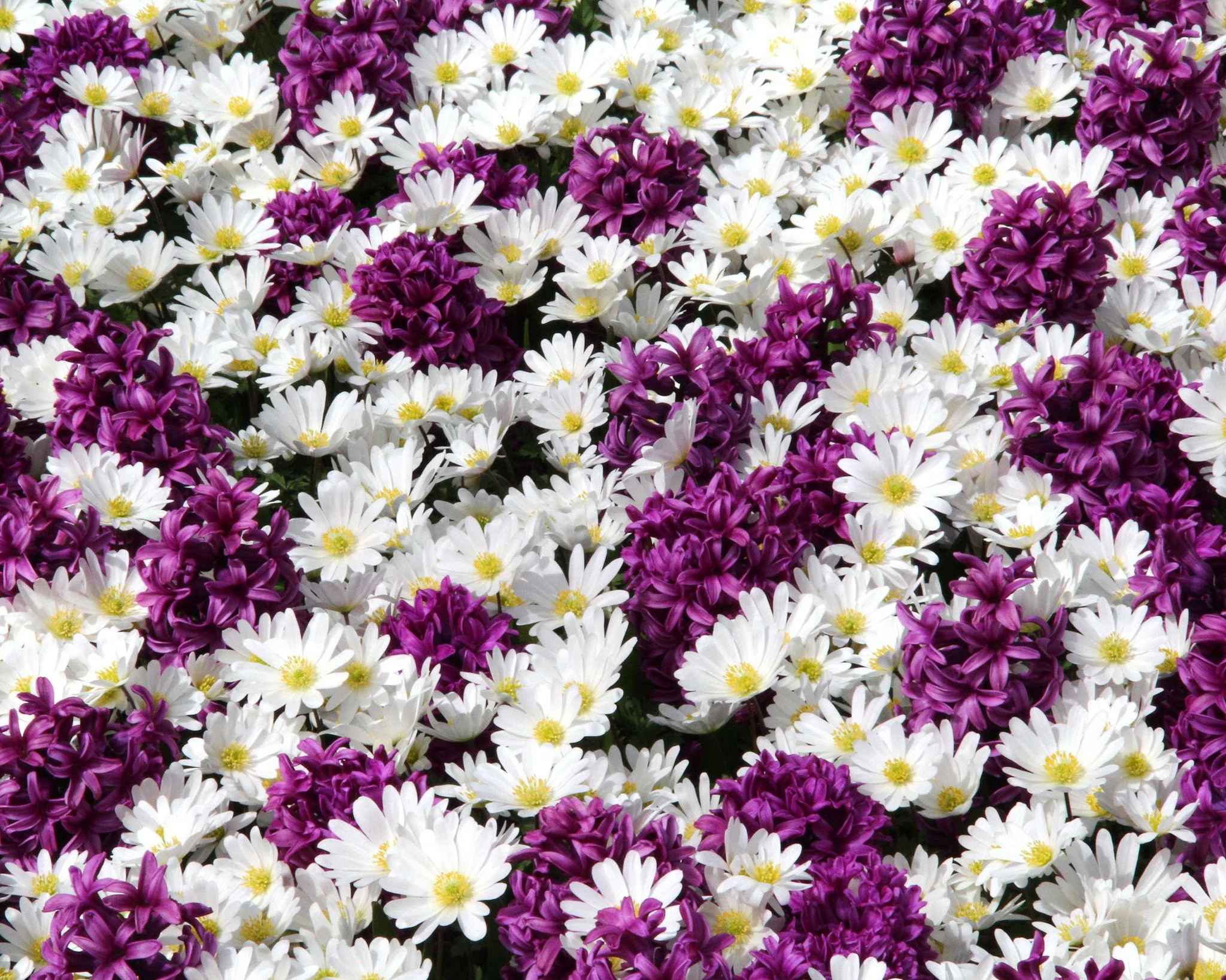 Anemone 'White Splendour' - Image 6