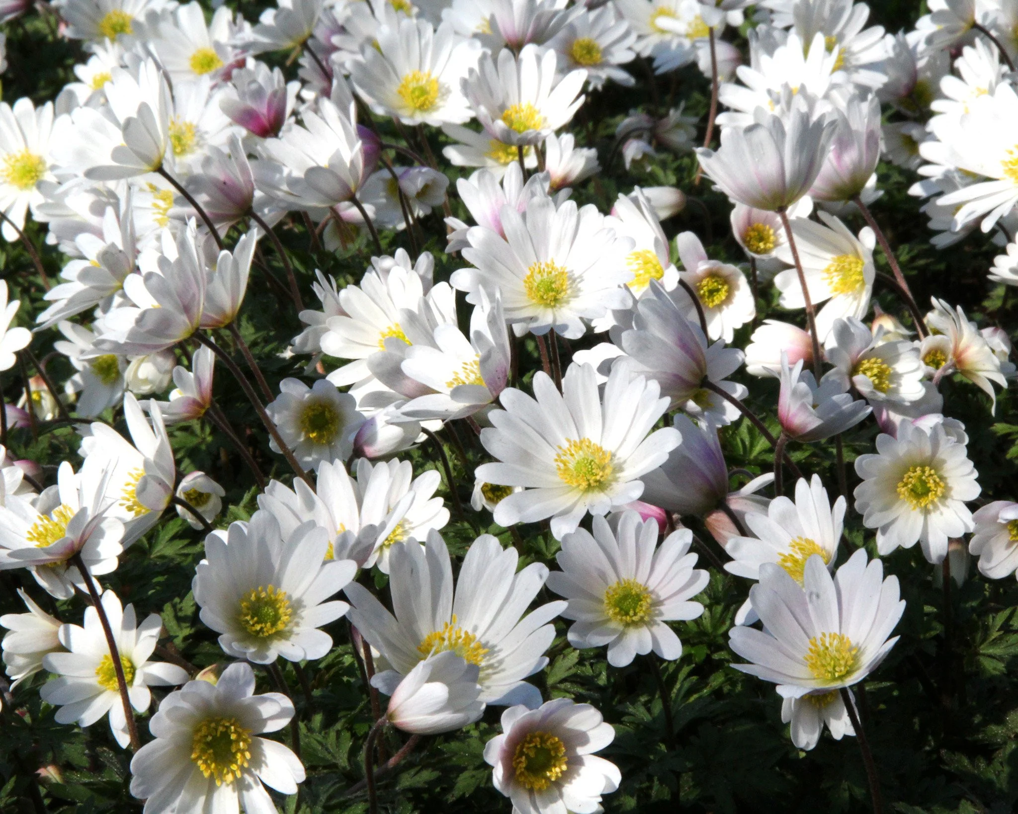 Anemone 'White Splendour' - Image 7