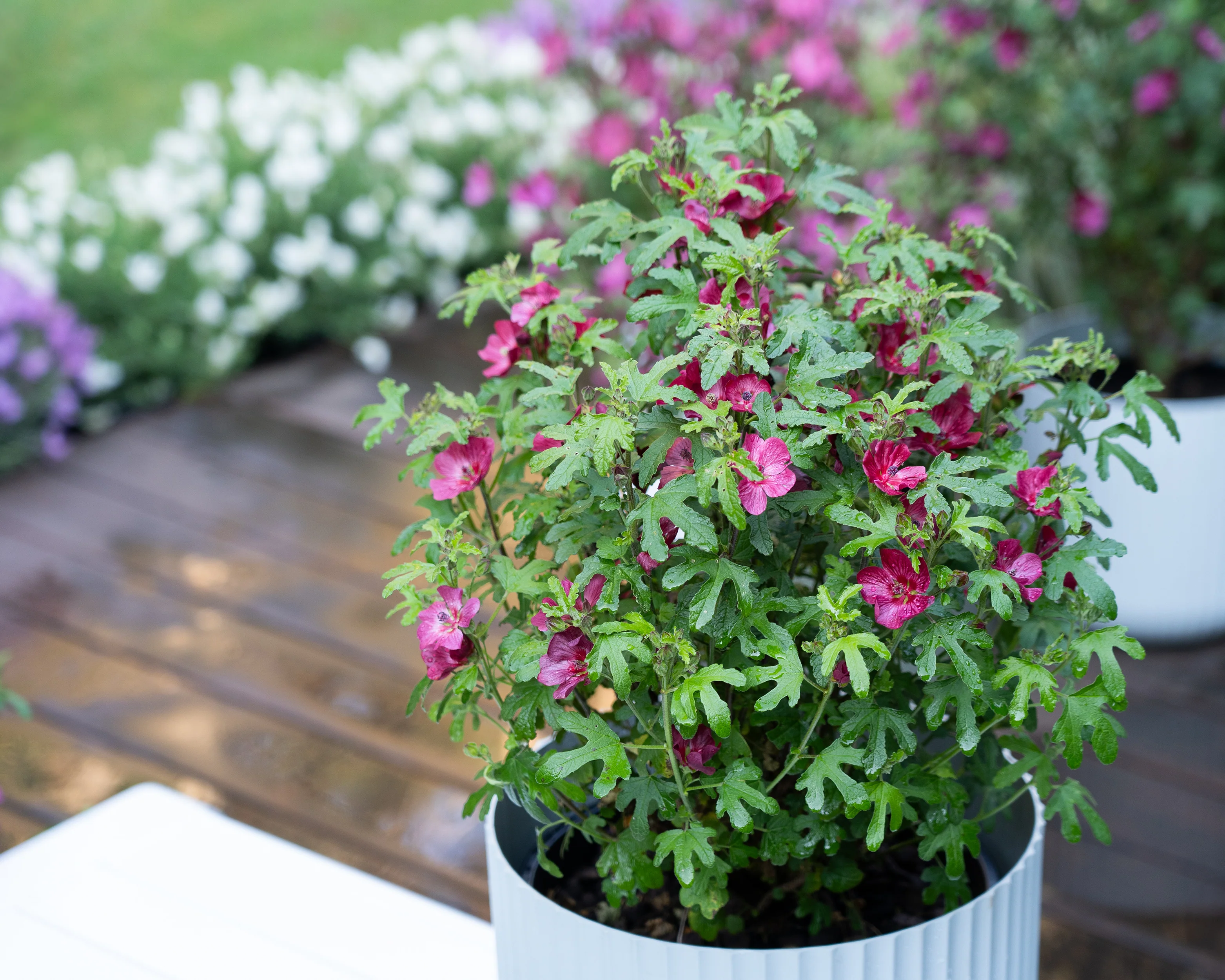 Anisodontea 'Candy Apple' - Image 10