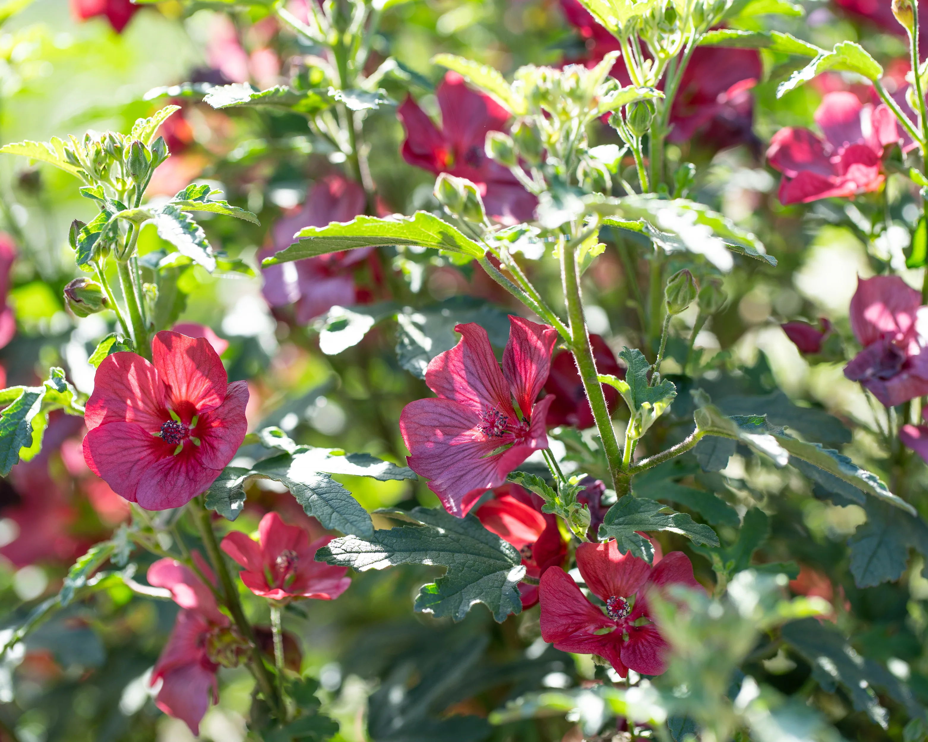 Anisodontea 'Candy Apple' - Image 12