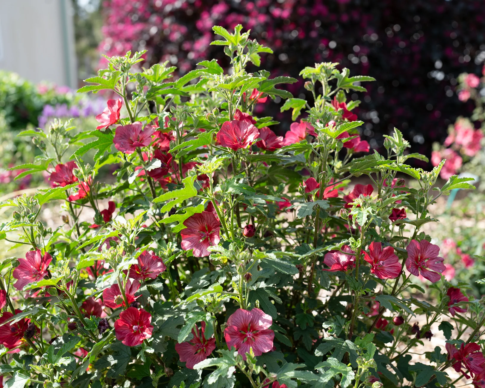 Anisodontea 'Candy Apple' - Image 14