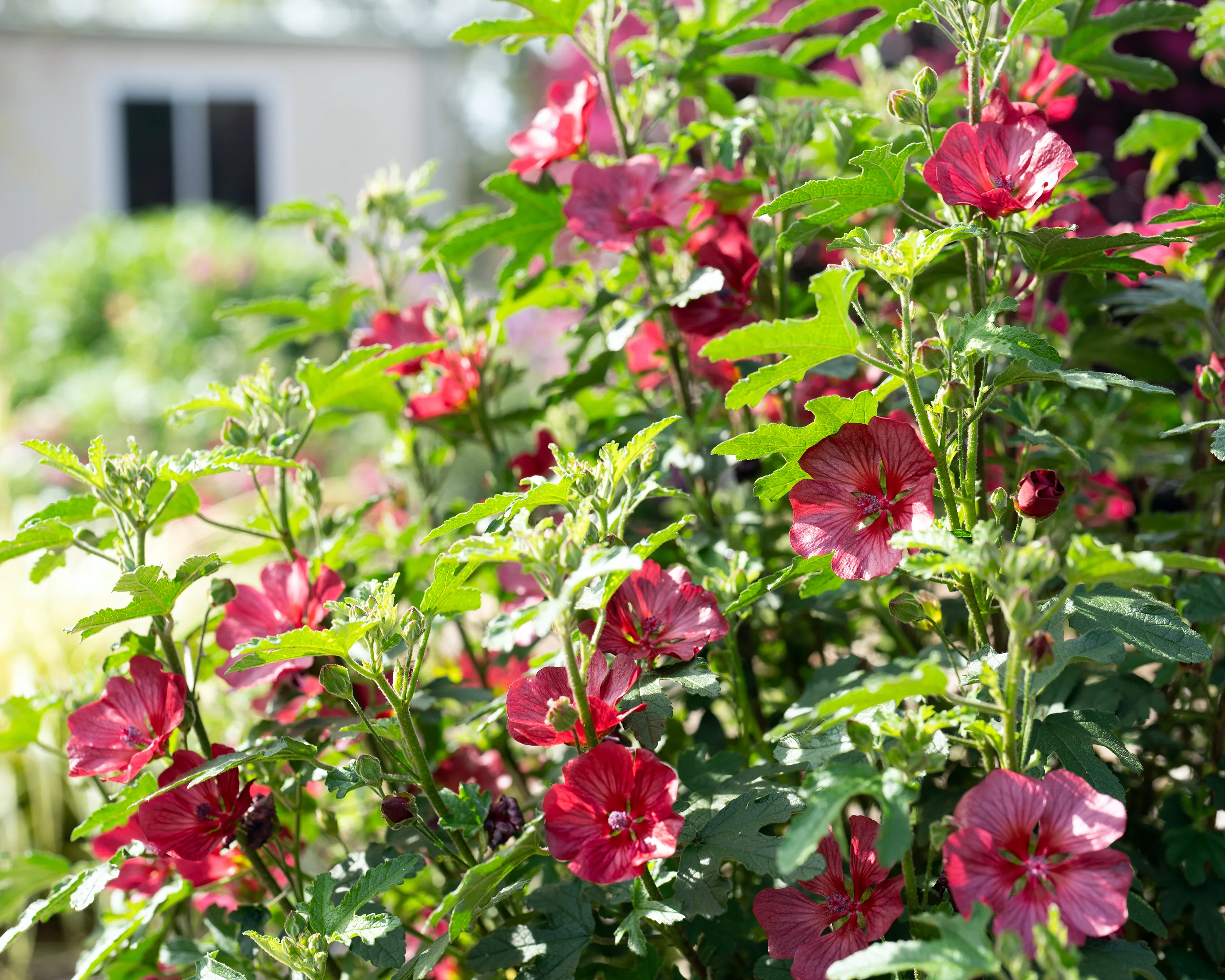 Anisodontea 'Candy Apple' - Image 16