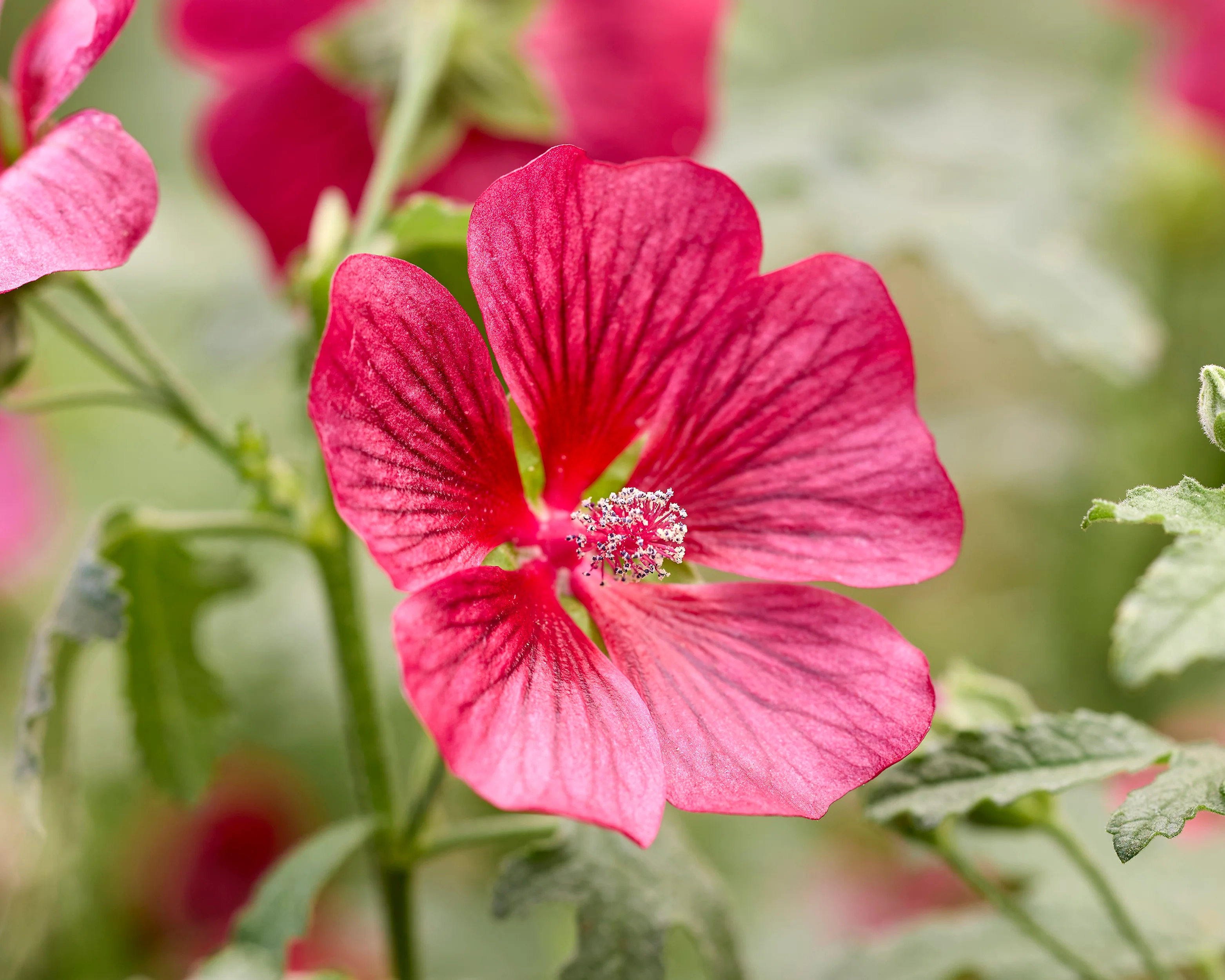 Anisodontea 'Candy Apple' - Image 2