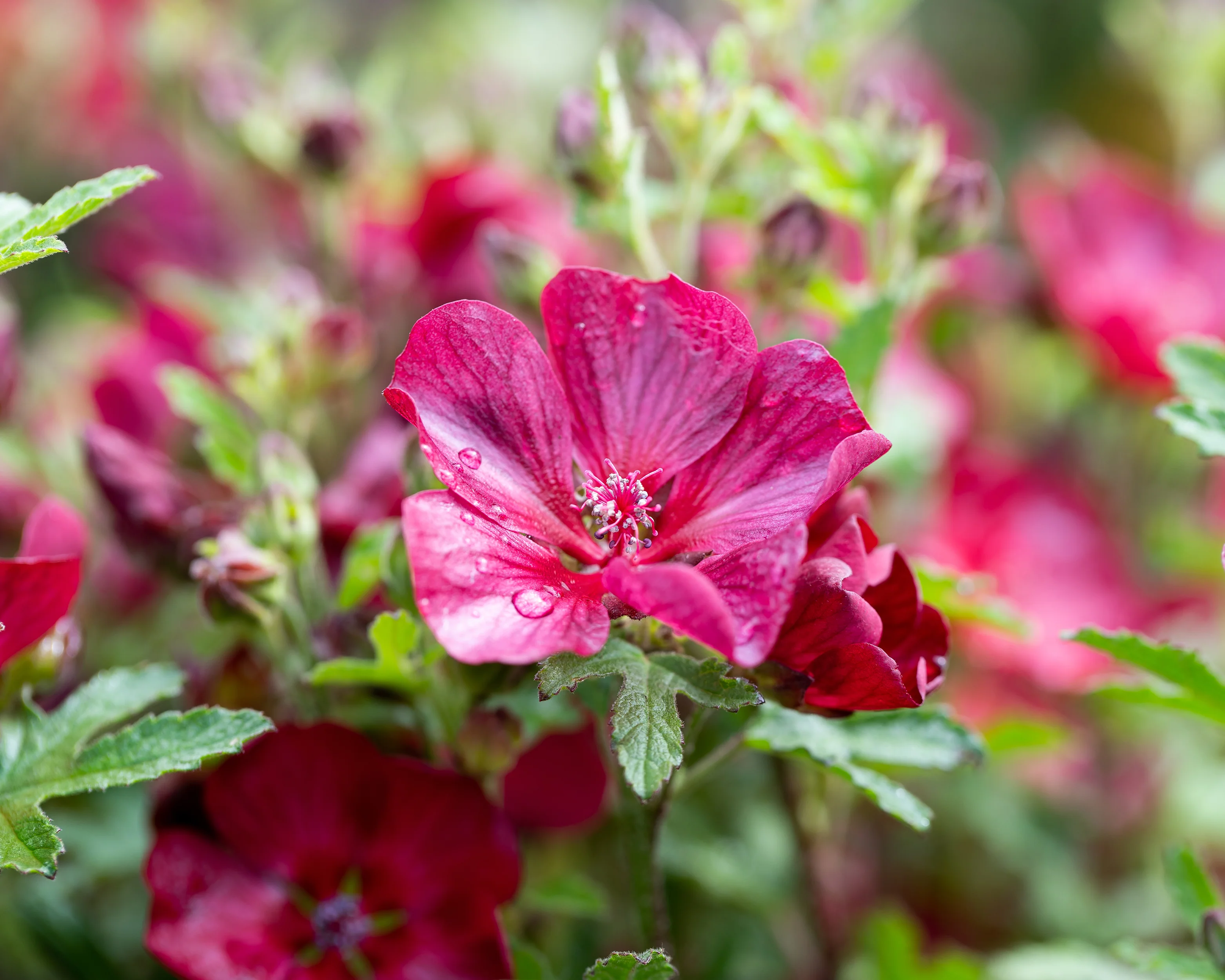 Anisodontea 'Candy Apple' - Image 4