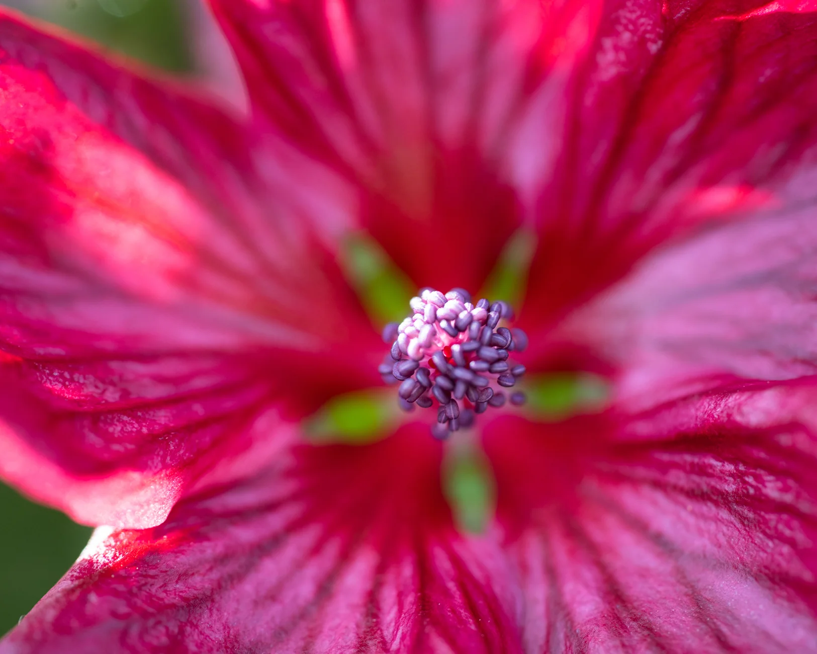 Anisodontea 'Candy Apple' - Image 5