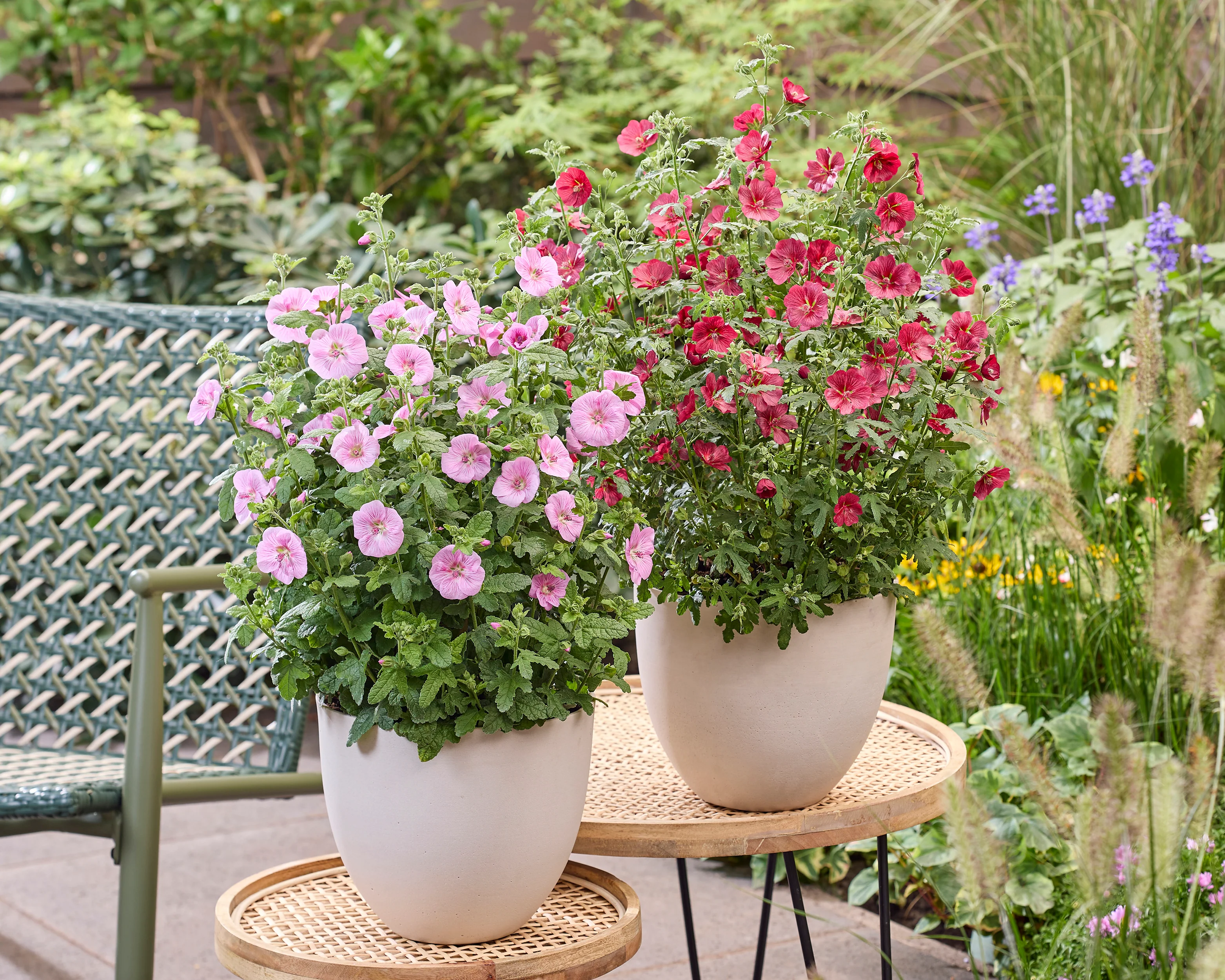 Anisodontea 'Candy Apple' - Image 7