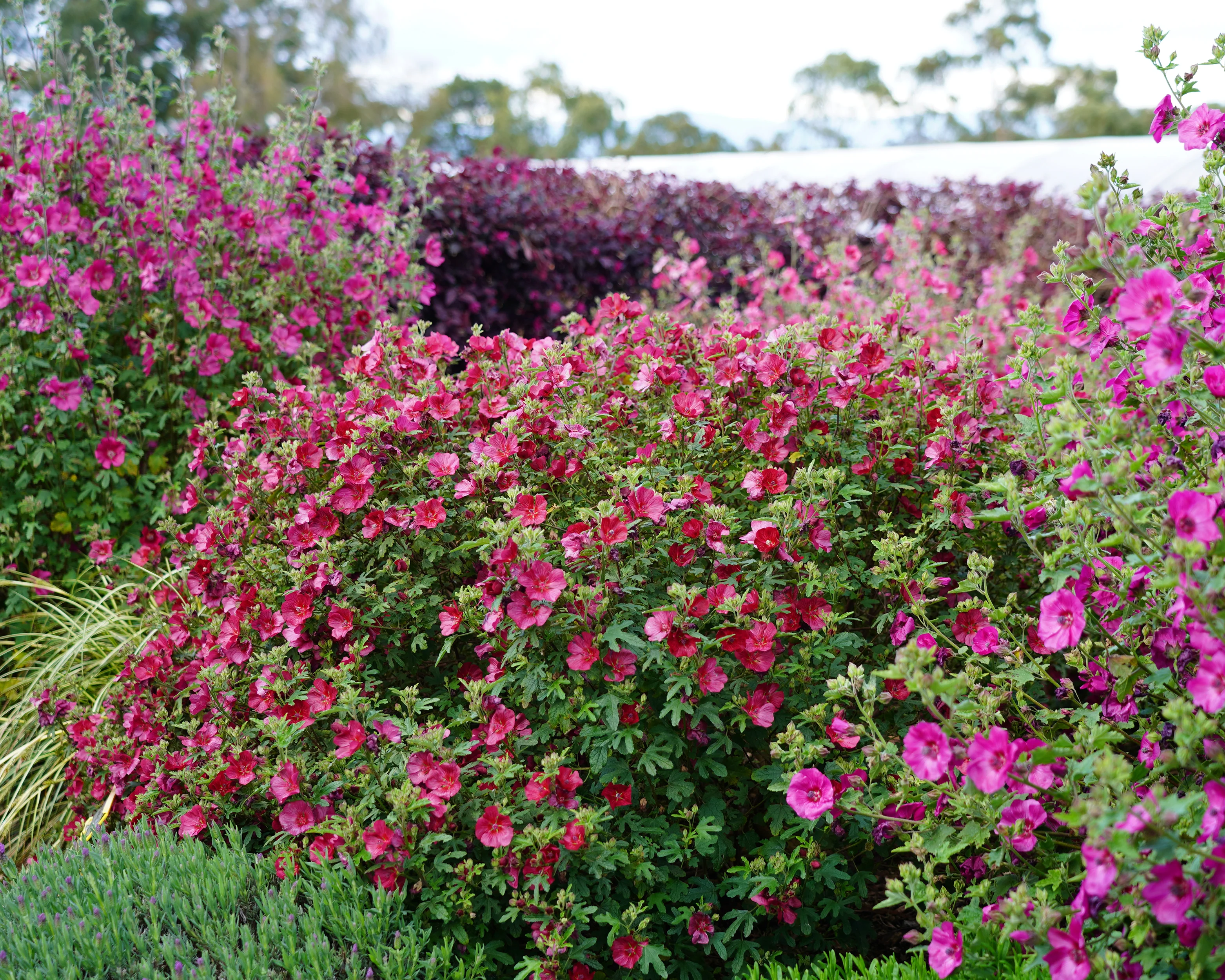 Anisodontea 'Candy Apple' - Image 8