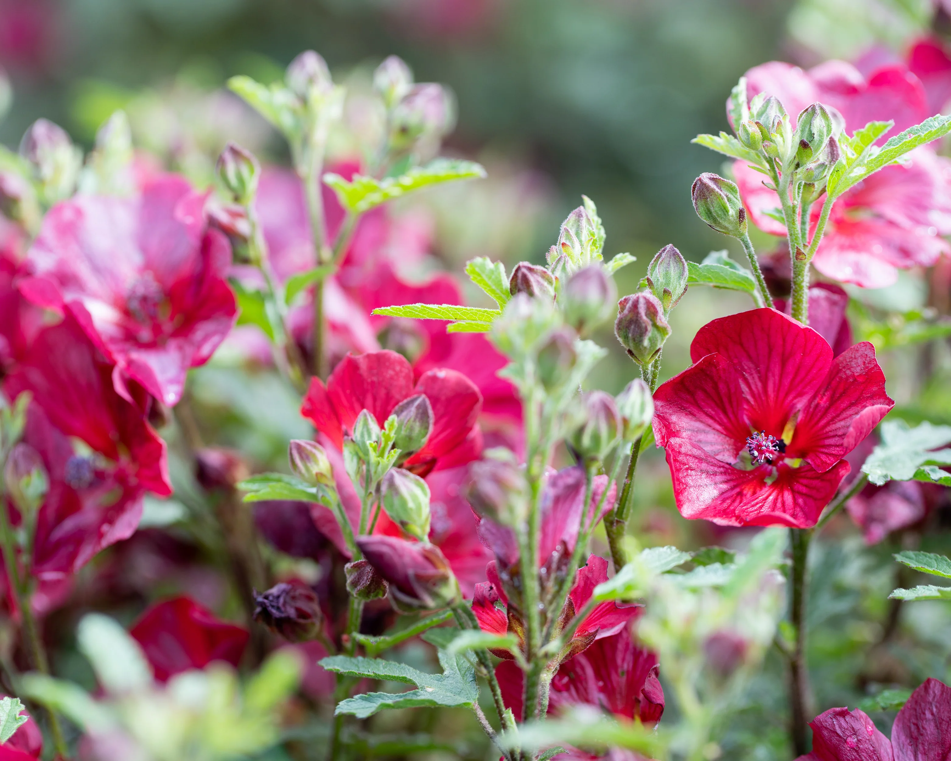 Anisodontea 'Candy Apple' - Image 9