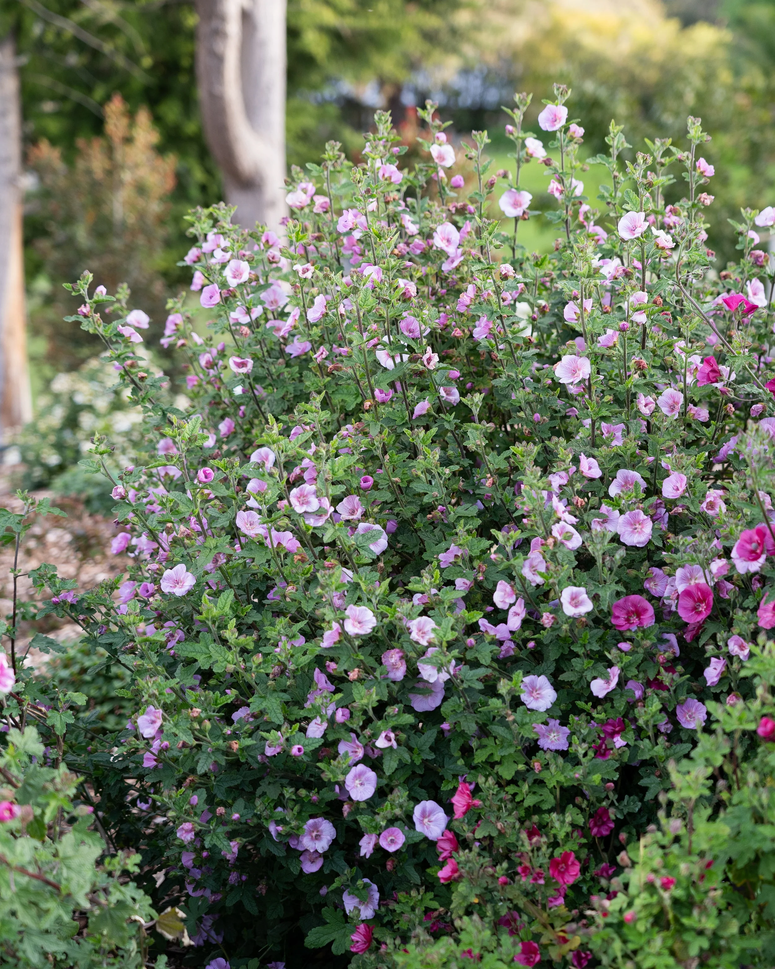 Anisodontea 'Cotton Candy Pink' - Image 11