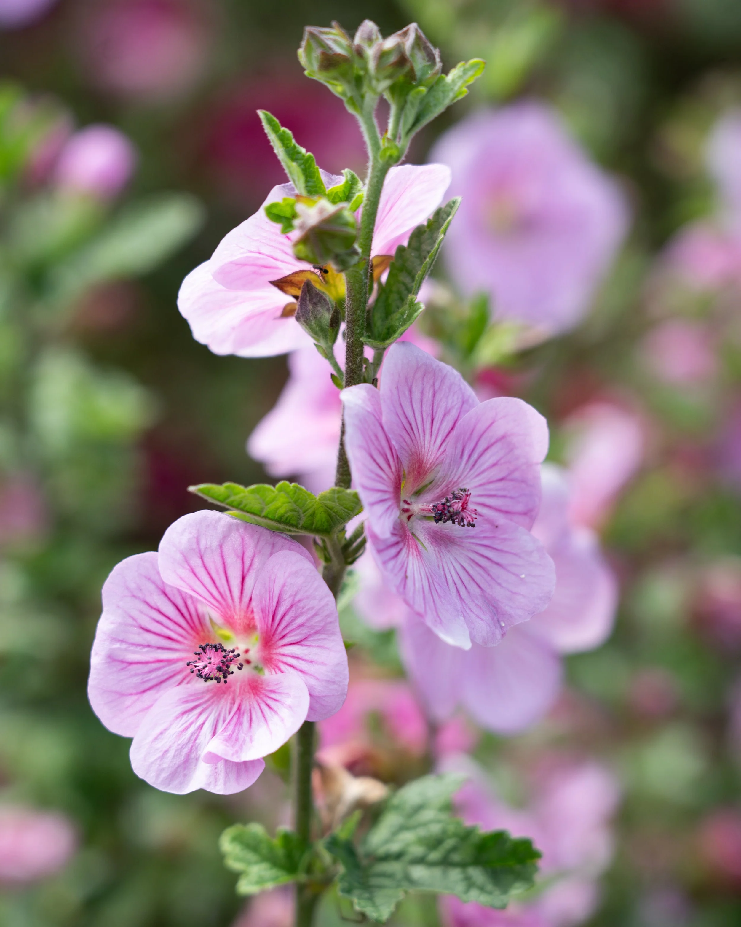Anisodontea 'Cotton Candy Pink' - Image 2