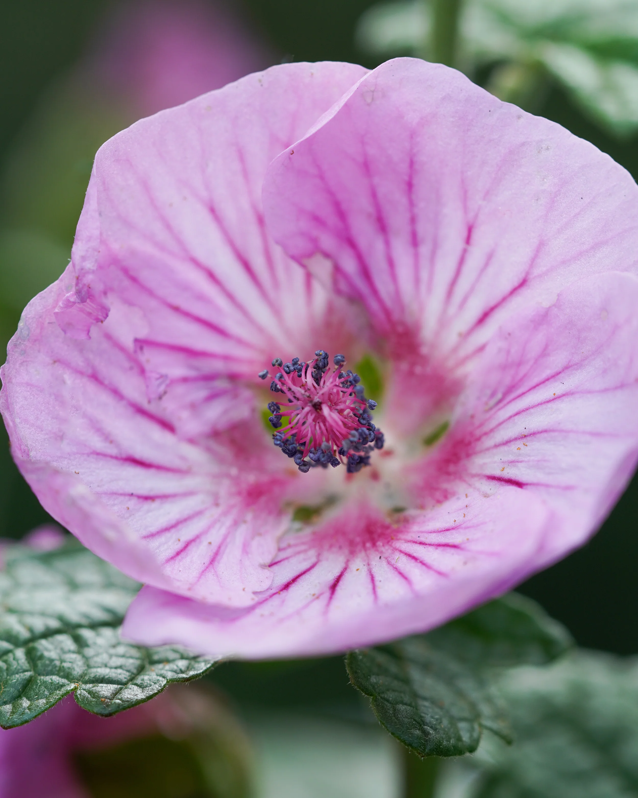 Anisodontea 'Cotton Candy Pink' - Image 6