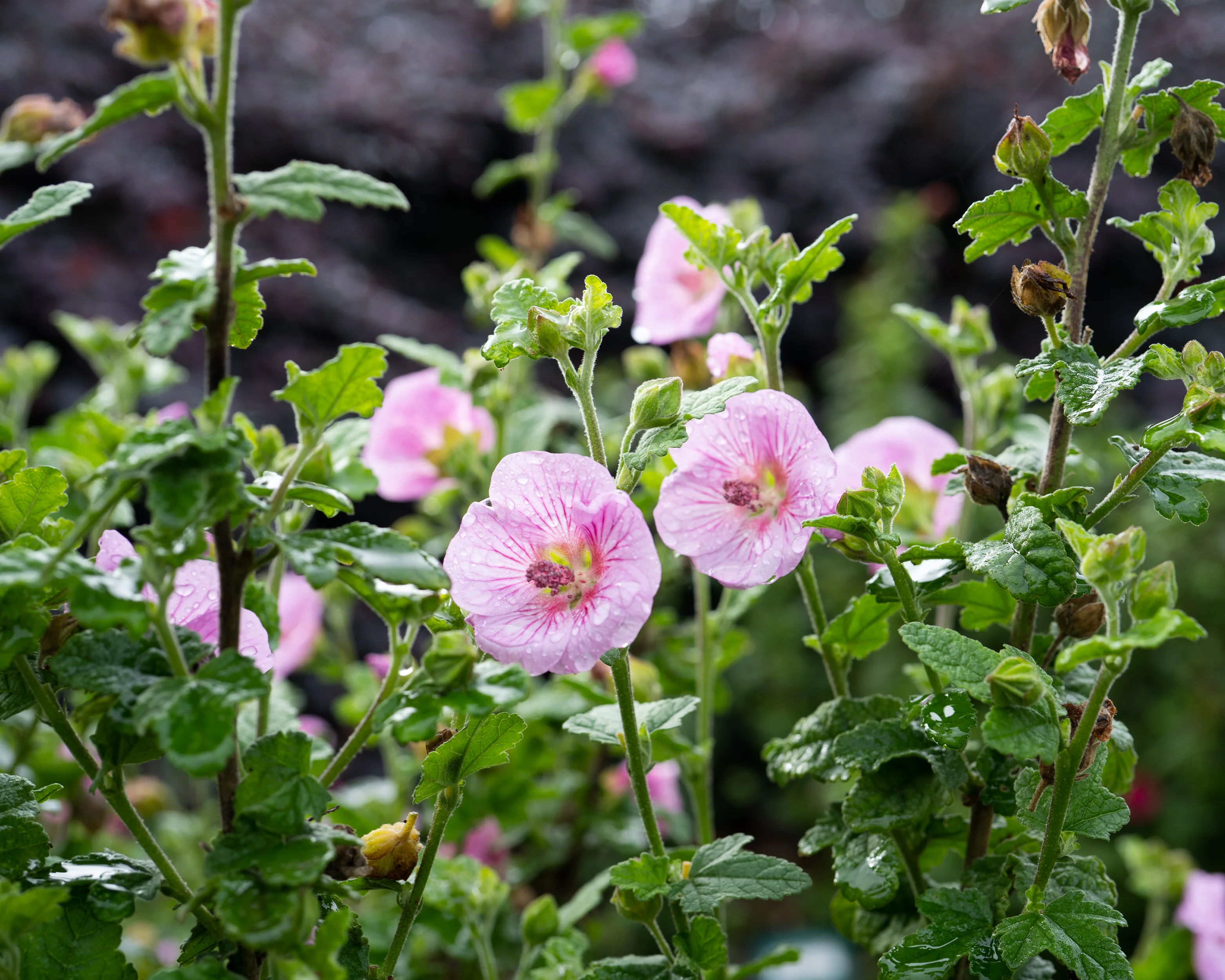 Anisodontea 'Cotton Candy Pink' - Image 7